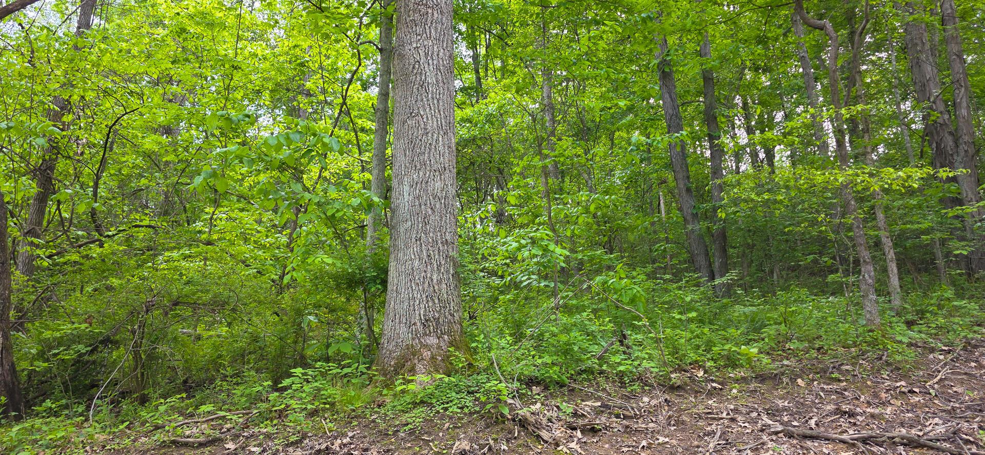 32325 Red Hill Road #PHASE I TRACT 1A BIG TIM, Langsville, Ohio image 31