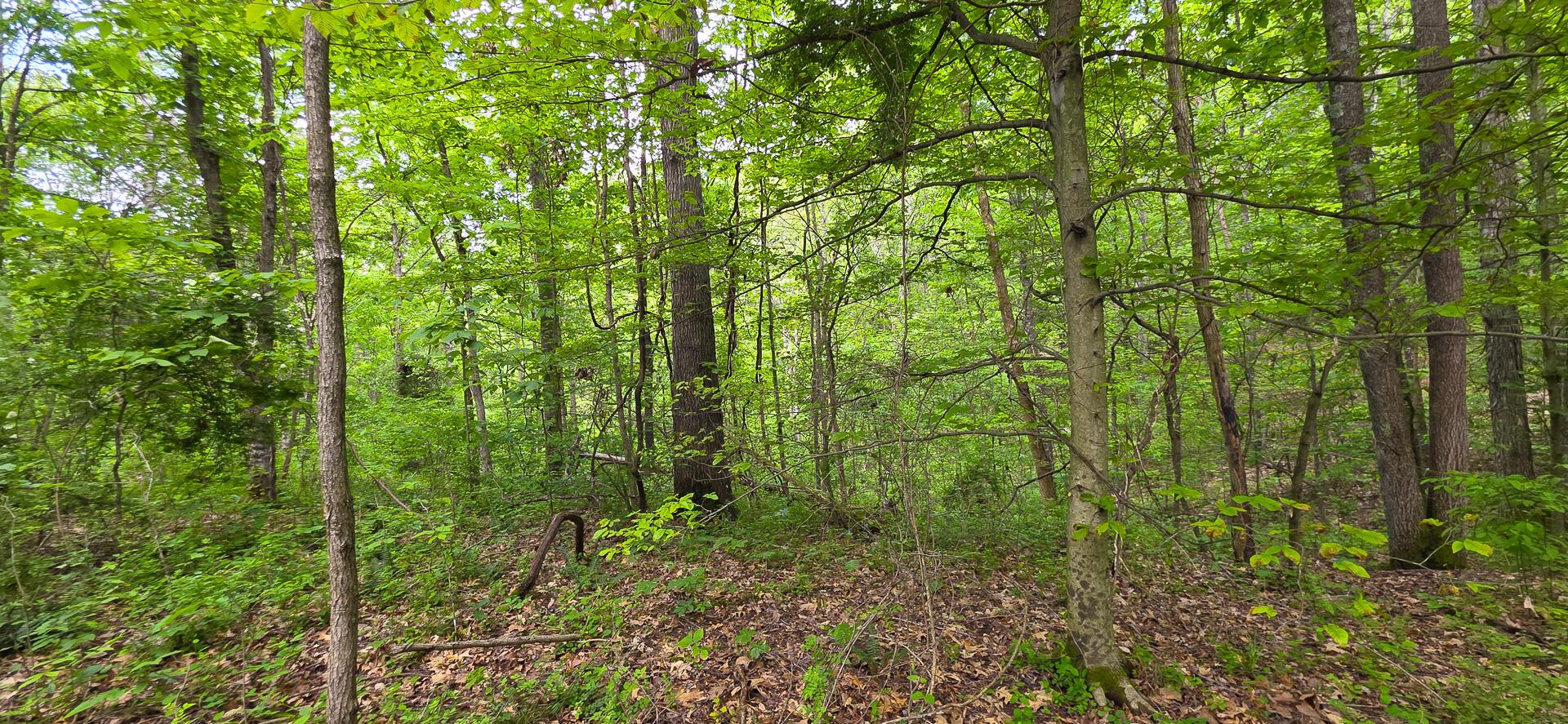 32325 Red Hill Road #PHASE I TRACT 1A BIG TIM, Langsville, Ohio image 13