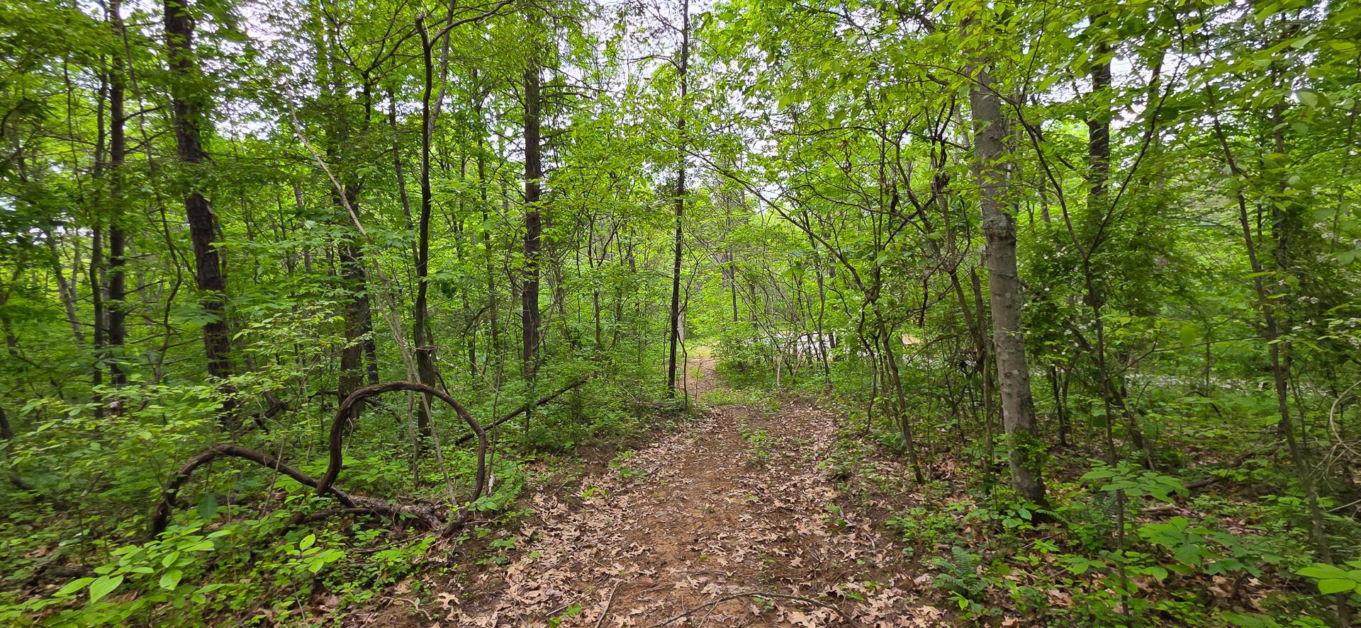 32325 Red Hill Road #PHASE I TRACT 1A BIG TIM, Langsville, Ohio image 26