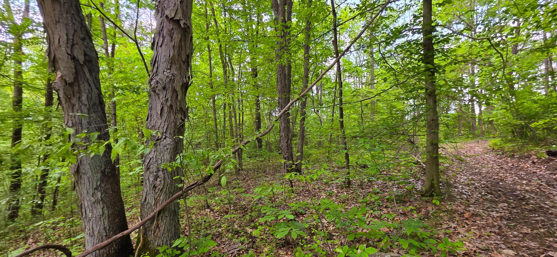 32325 Red Hill Road #PHASE I TRACT 1A BIG TIM, Langsville, Ohio image 18