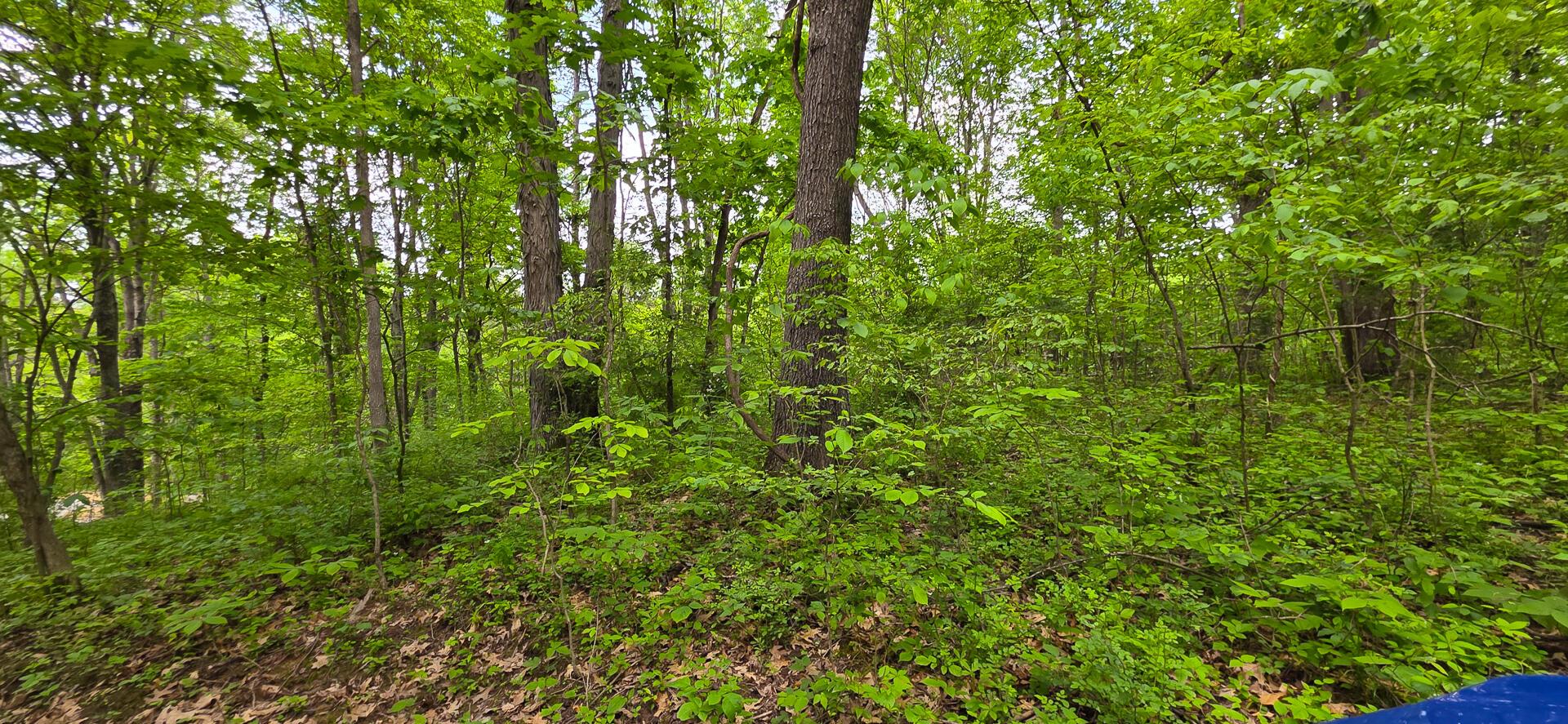 32325 Red Hill Road #PHASE I TRACT 1A BIG TIM, Langsville, Ohio image 24