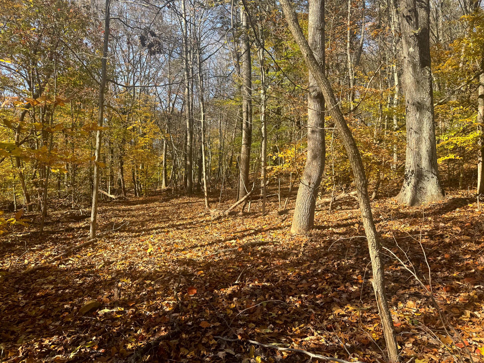 908 Nibert Road (Ponds Poplar Ridge Tract 2)