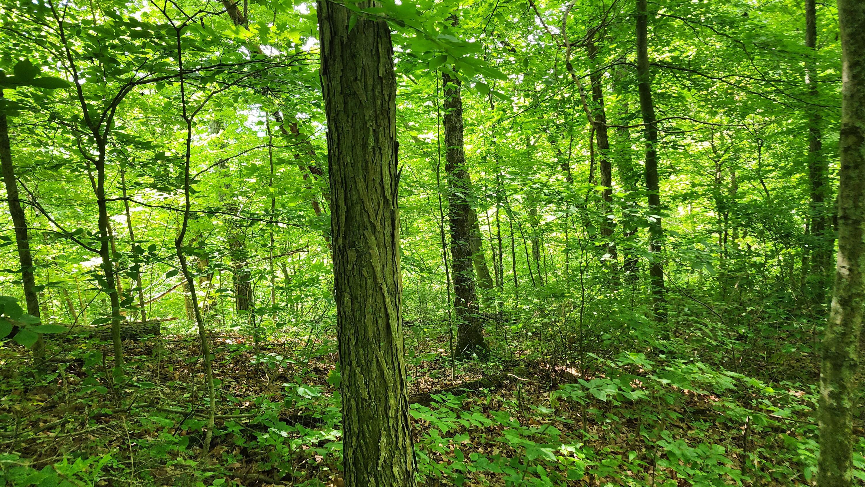 Pounds Road #TRACT 2 POUNDS ROAD, Glouster, Ohio image 32