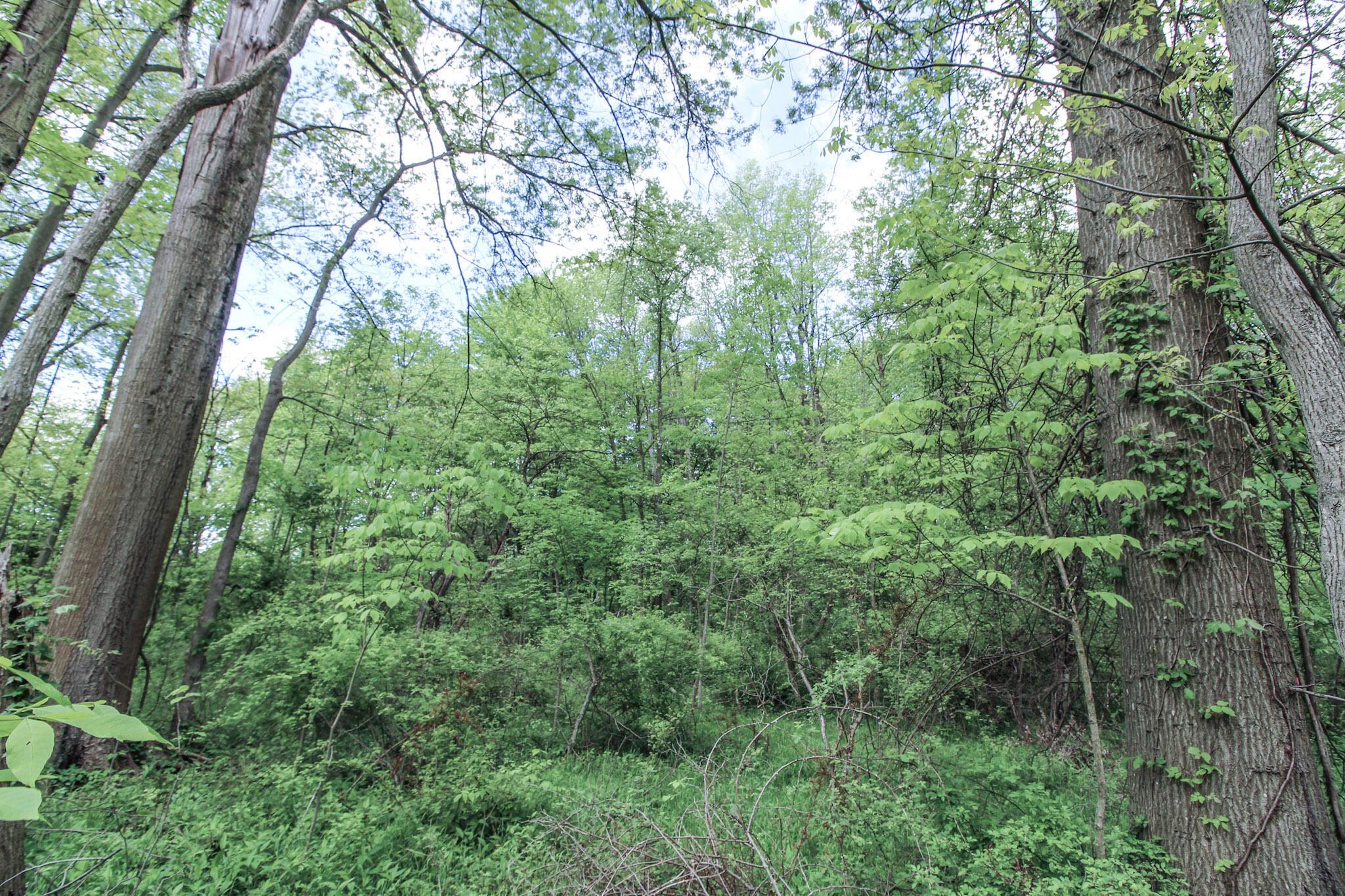 Norton Road, Hudson, Ohio image 20