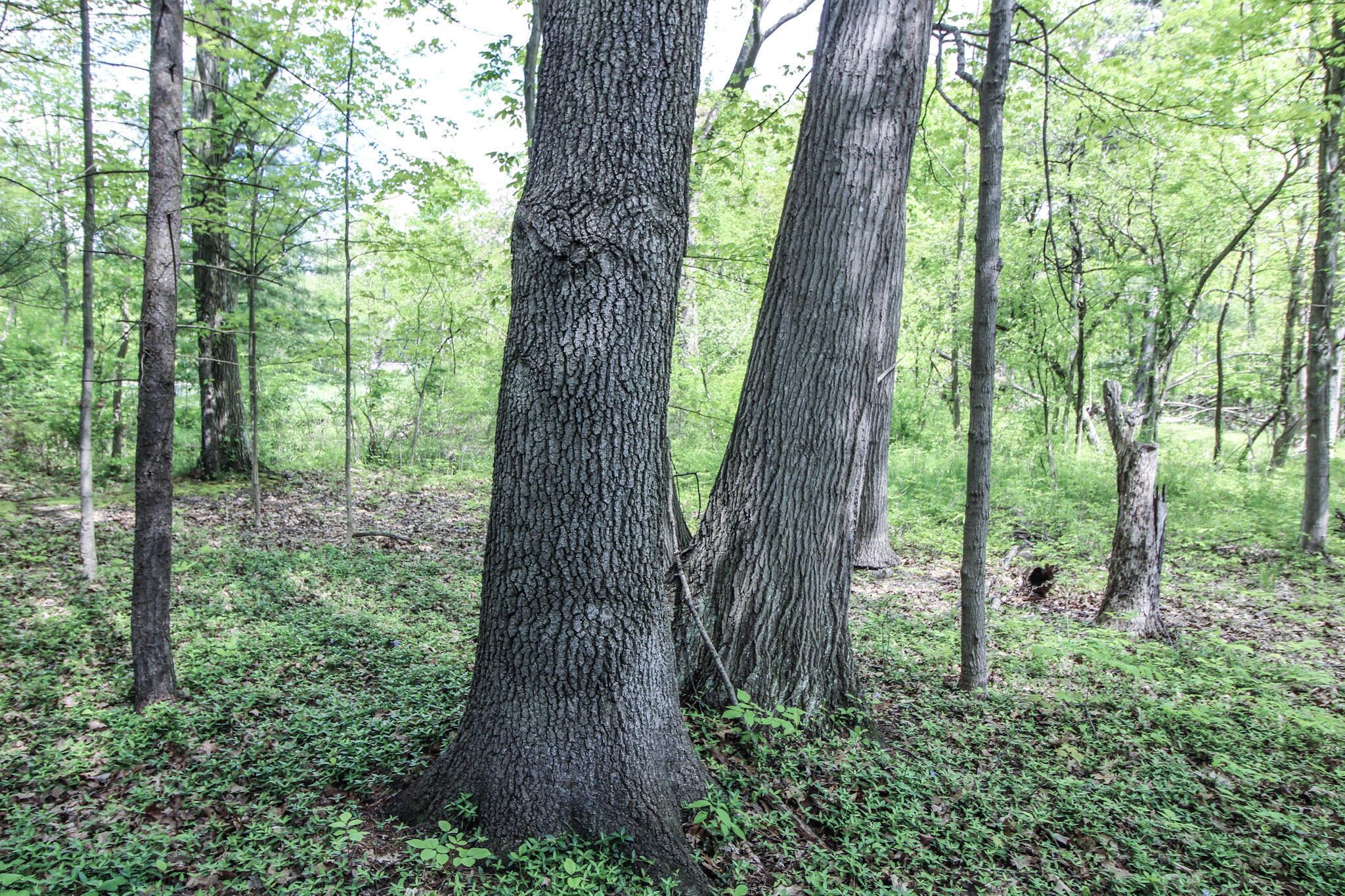 Norton Road, Hudson, Ohio image 27