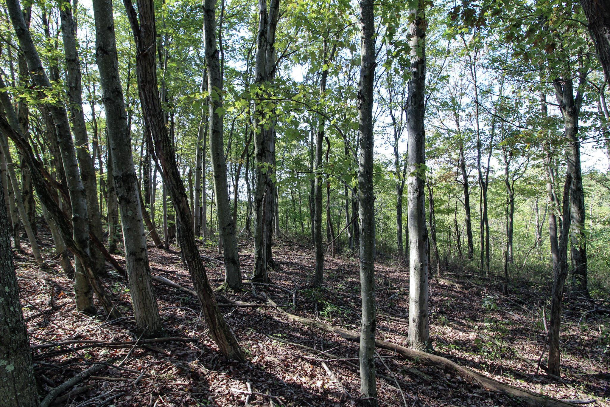 Lot 5 Moss Run Road, Marietta, Ohio image 12