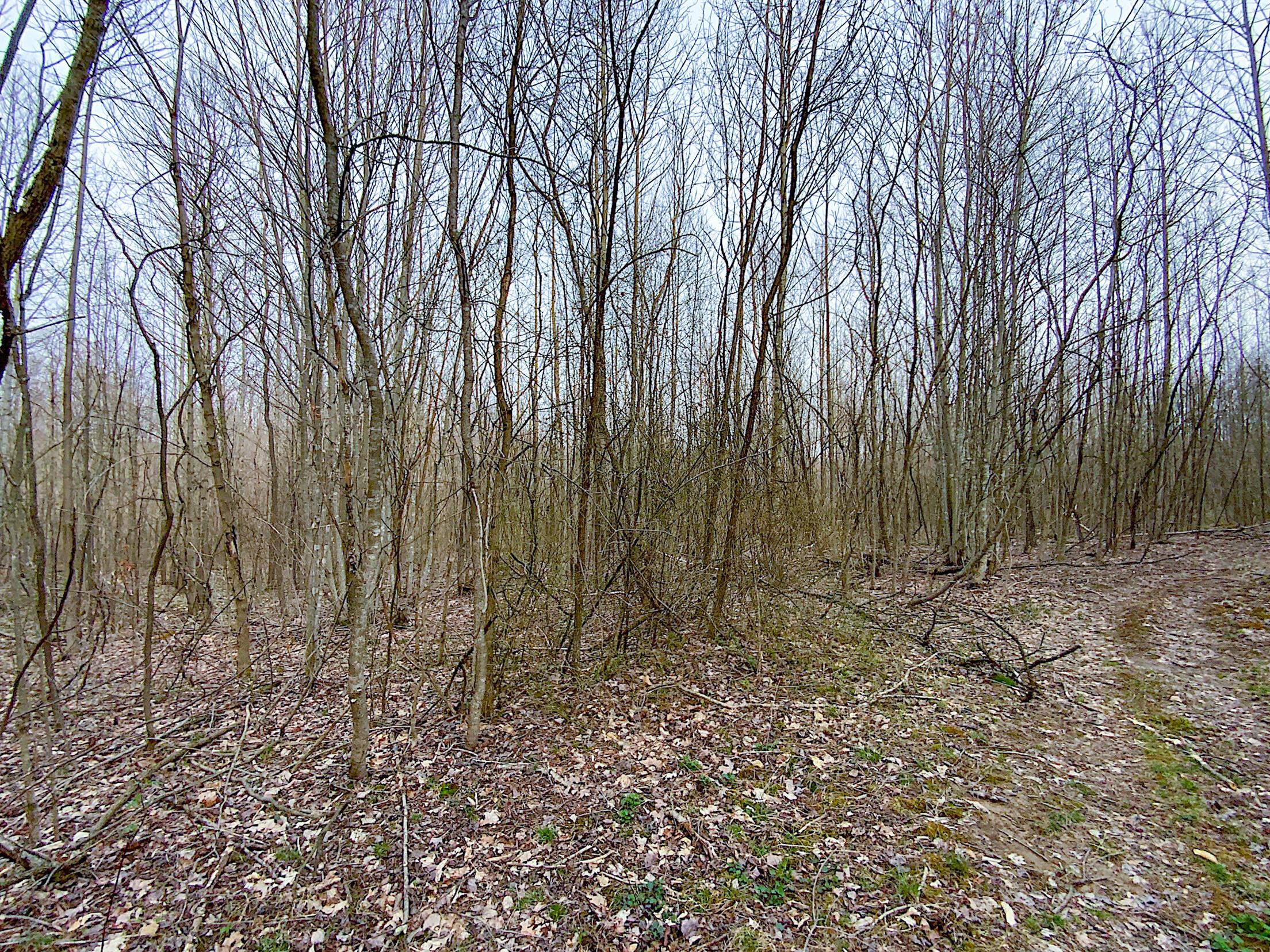 Beavers Ridge Road #1, Peebles, Ohio image 14