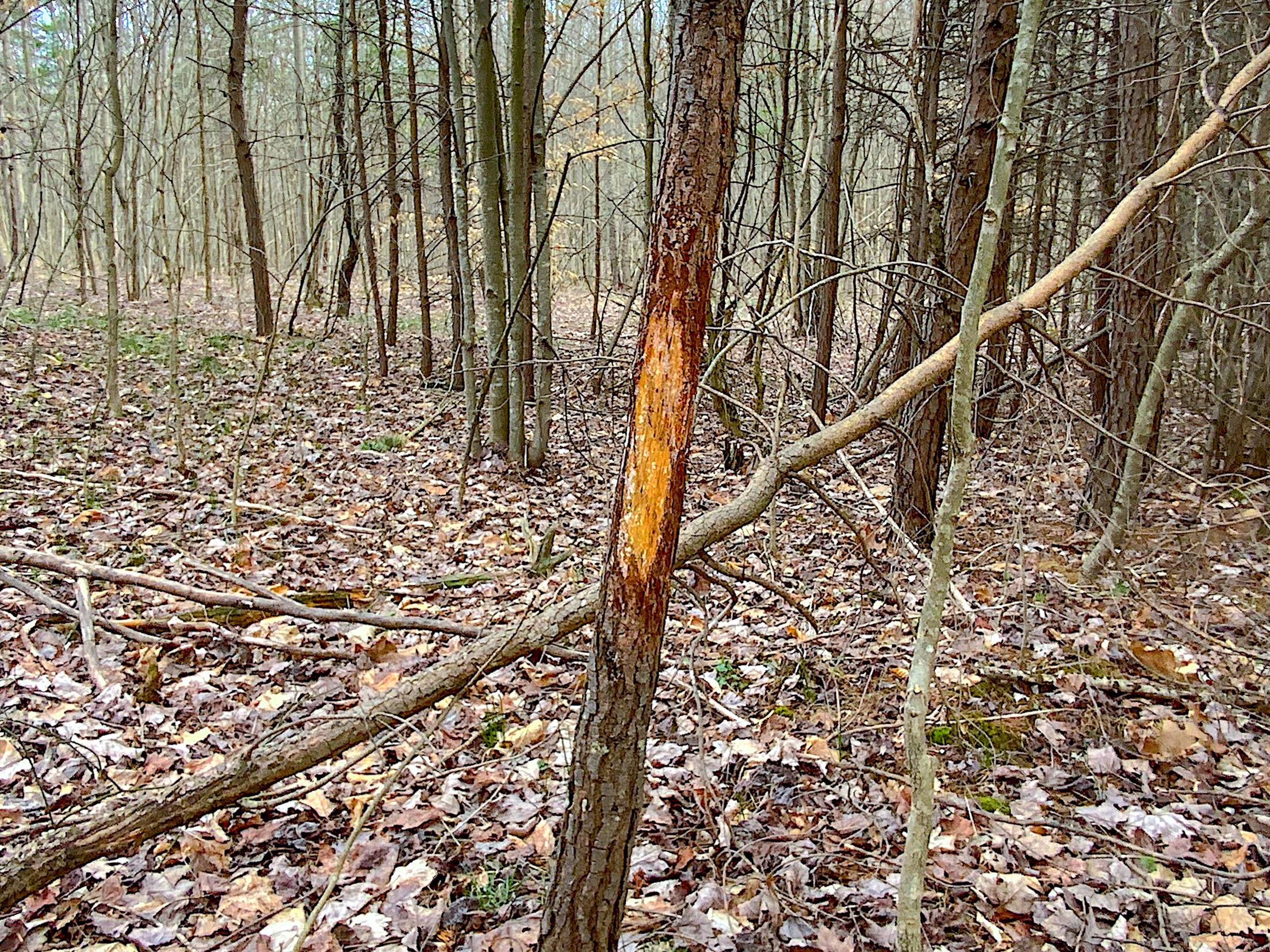 Beavers Ridge Road #1, Peebles, Ohio image 5