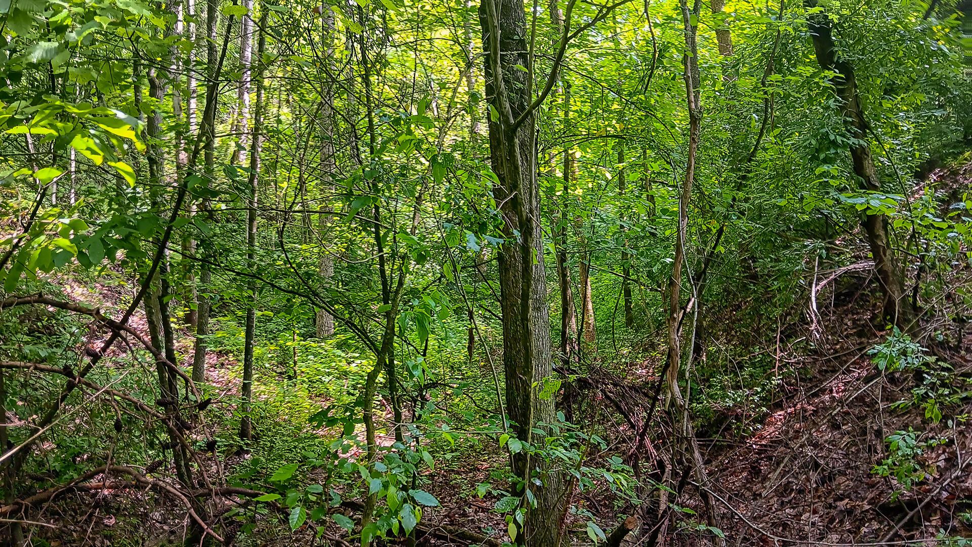 Township Road 128 #TURKEY RUN TRACT 4, New Lexington, Ohio image 30