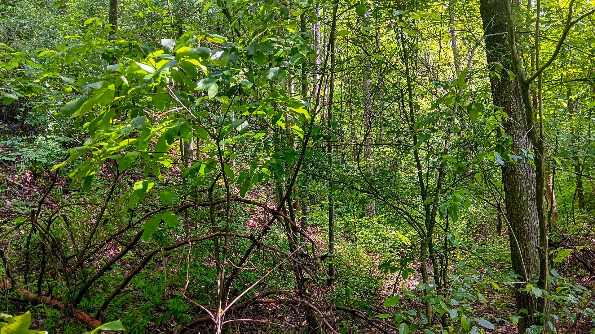 Township Road 128 #TURKEY RUN TRACT 4, New Lexington, Ohio image 31