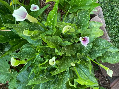 Tiny photo for 1046 Summit Street, Columbus, OH 43201 (MLS # 226000769)