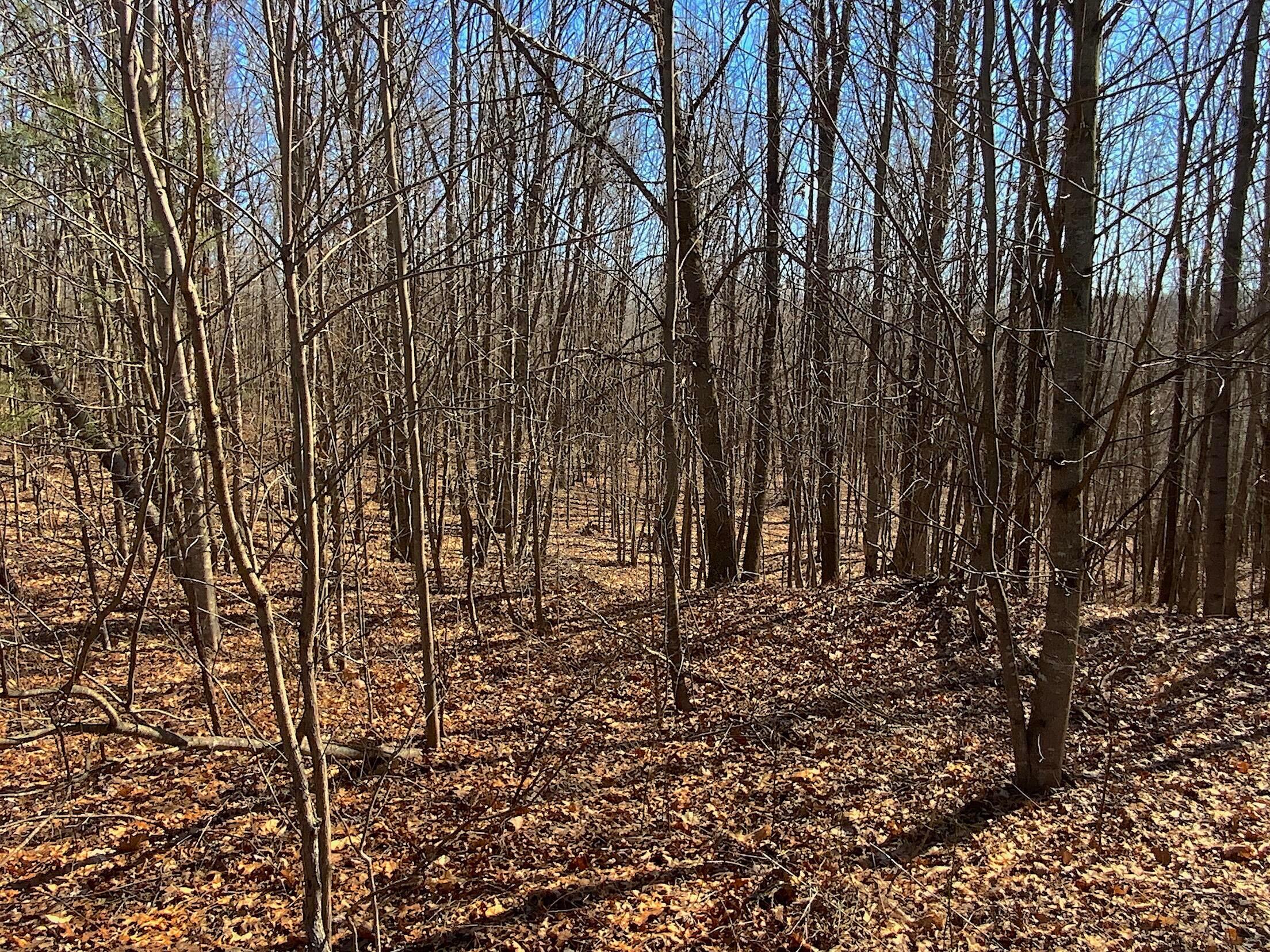 Kelly Road, Ray, Ohio image 12