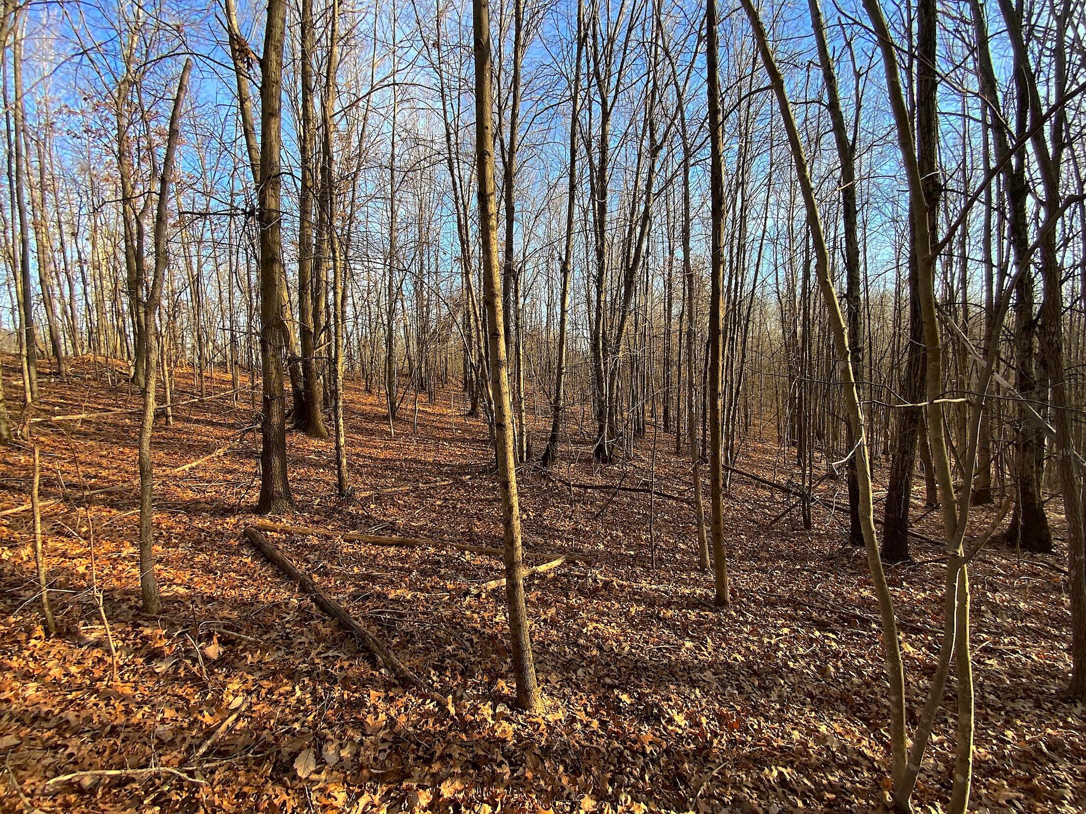 Kelly Road, Ray, Ohio image 45