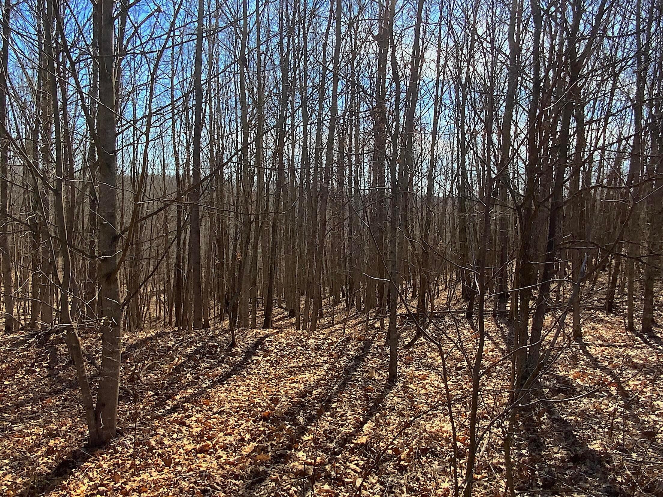 Kelly Road, Ray, Ohio image 13