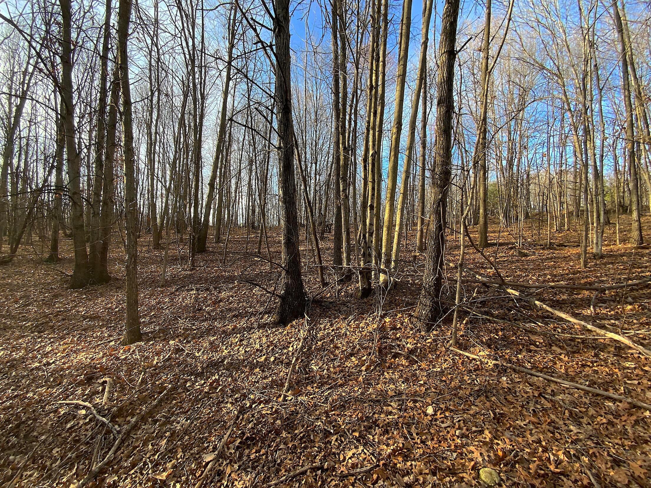 Kelly Road, Ray, Ohio image 46