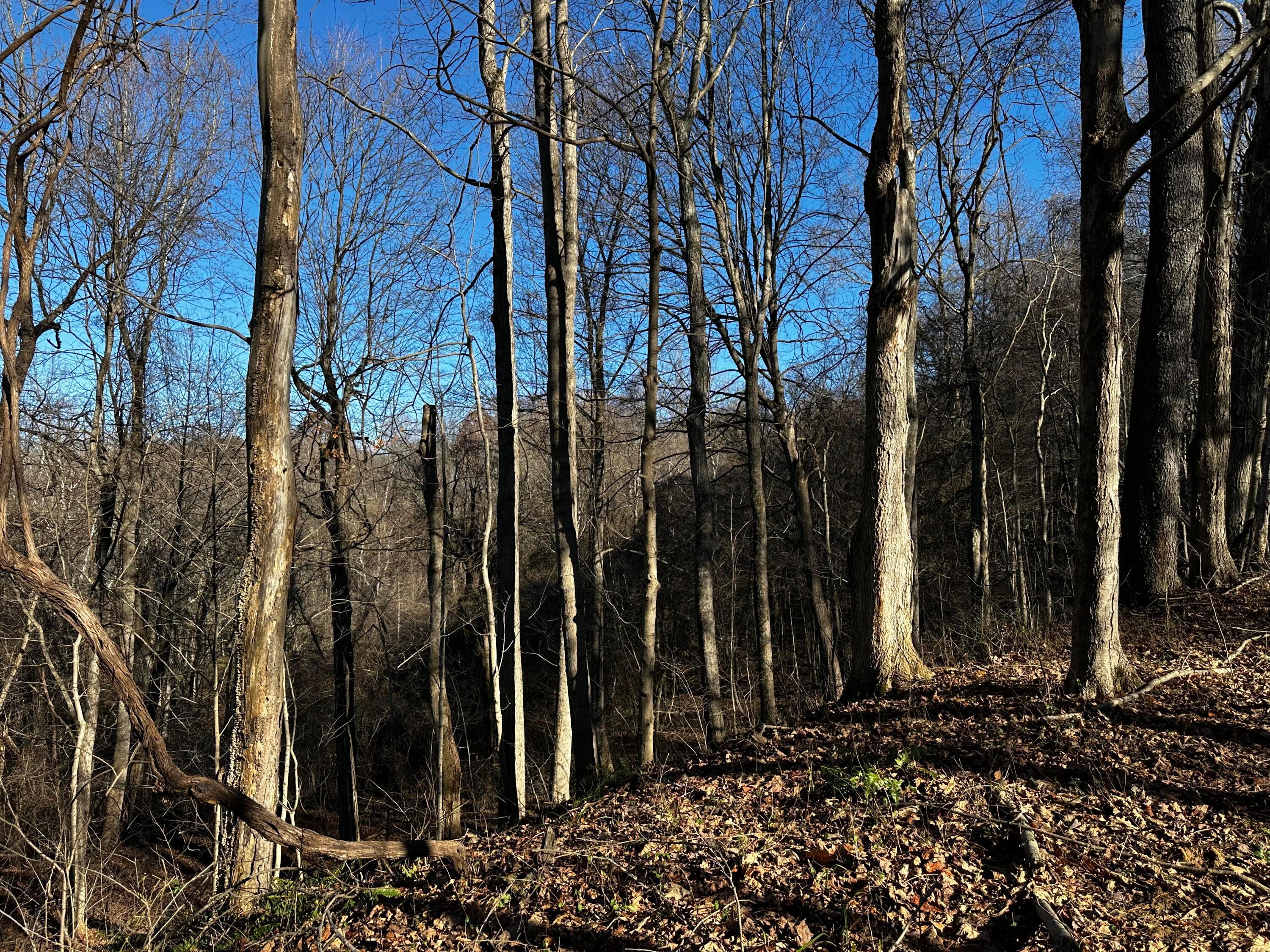 3424 Titus Road #SYCAMORE CABIN AT TITUS, Langsville, Ohio image 34