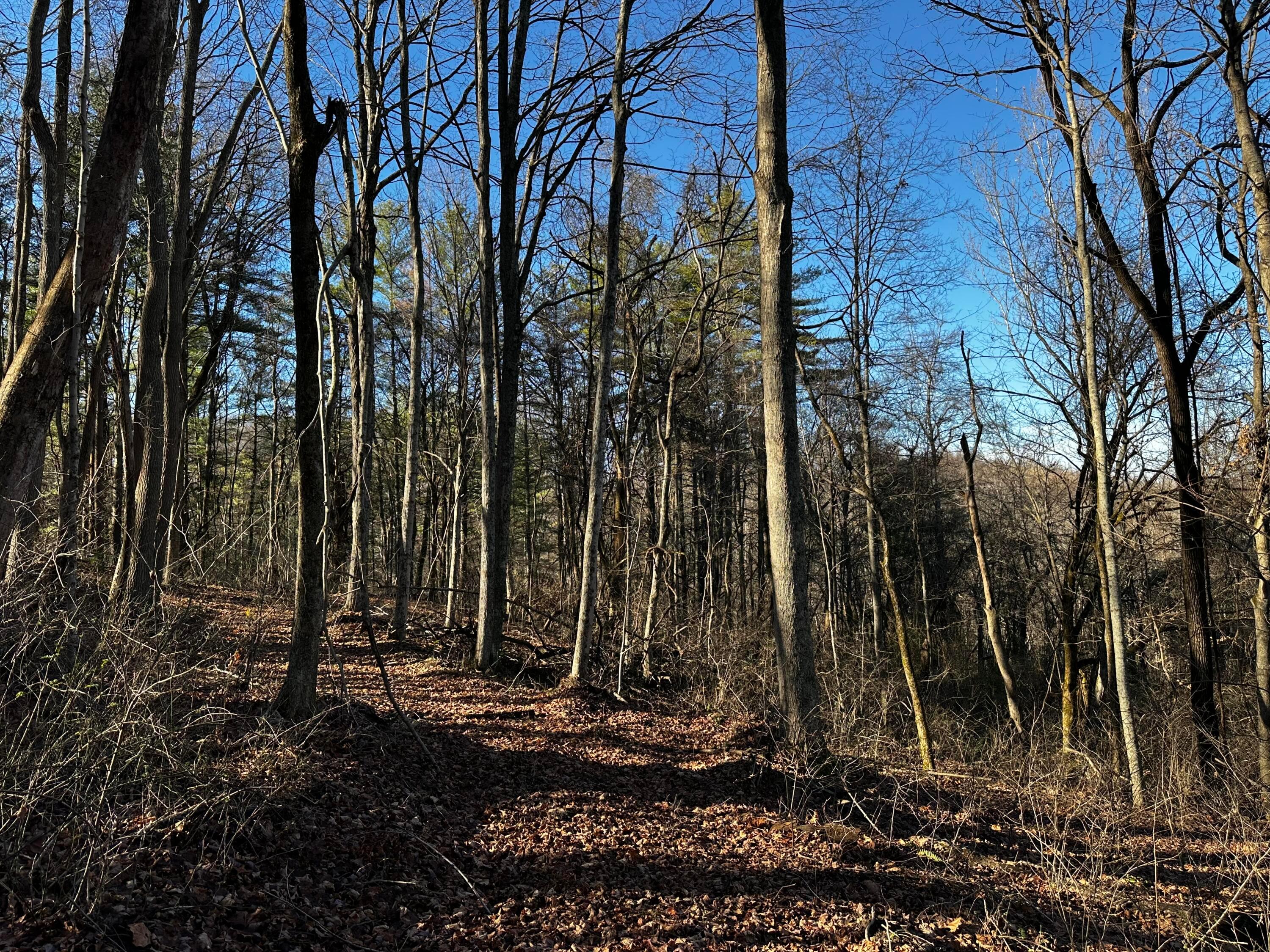 3424 Titus Road #SYCAMORE CABIN AT TITUS, Langsville, Ohio image 39