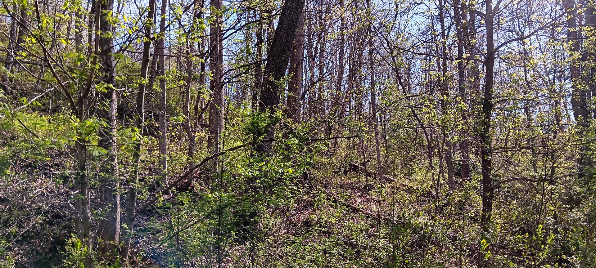 2417 Wells Run Road #CROWN WILDLIFE TRACT 7, Crown City, Ohio image 23