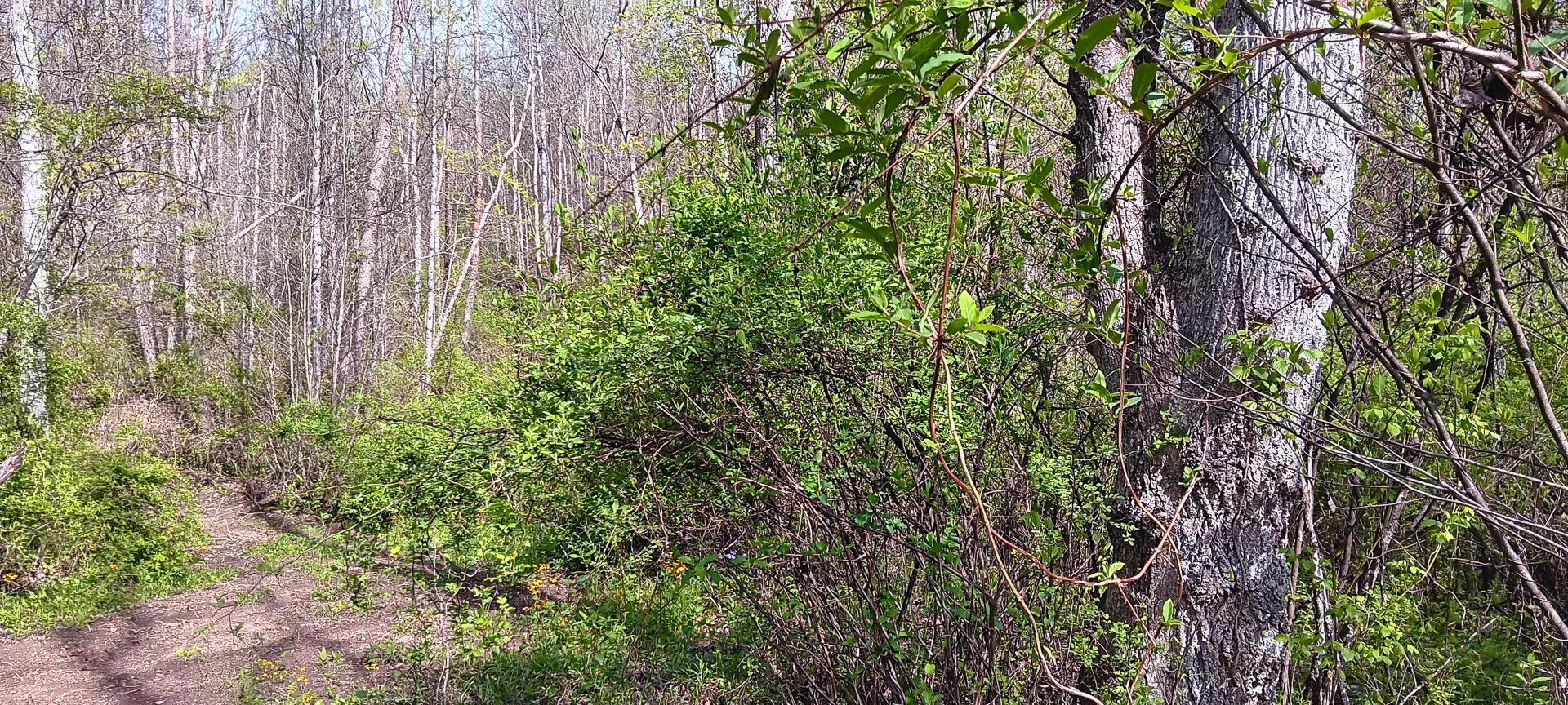 2417 Wells Run Road #CROWN WILDLIFE TRACT 7, Crown City, Ohio image 30