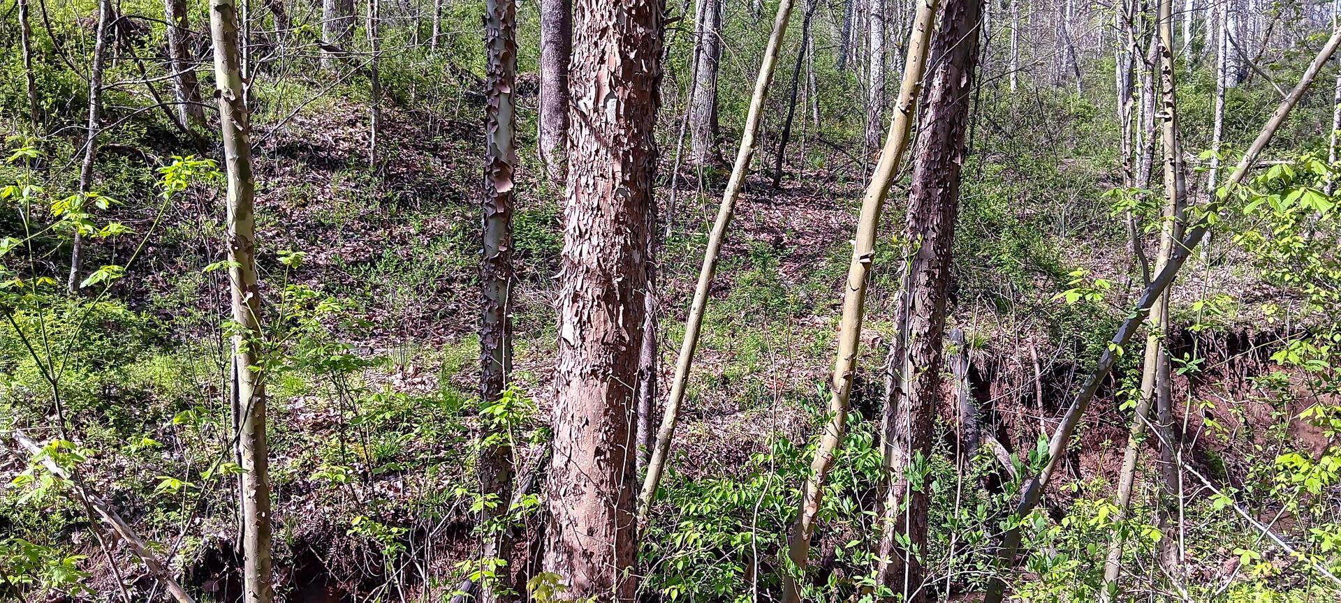 2417 Wells Run Road #CROWN WILDLIFE TRACT 7, Crown City, Ohio image 24