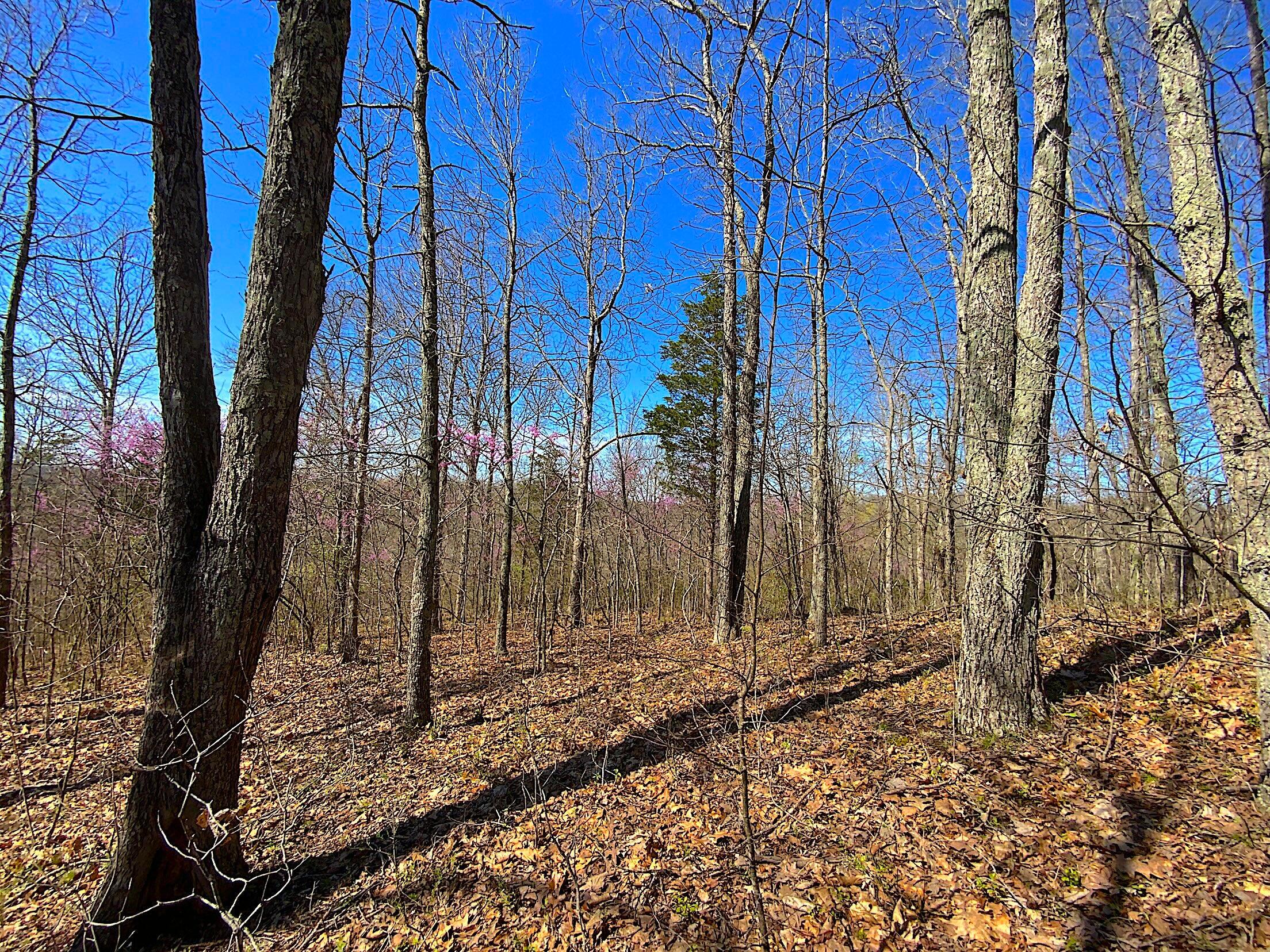 9675 State Route 554, Bidwell, Ohio image 38
