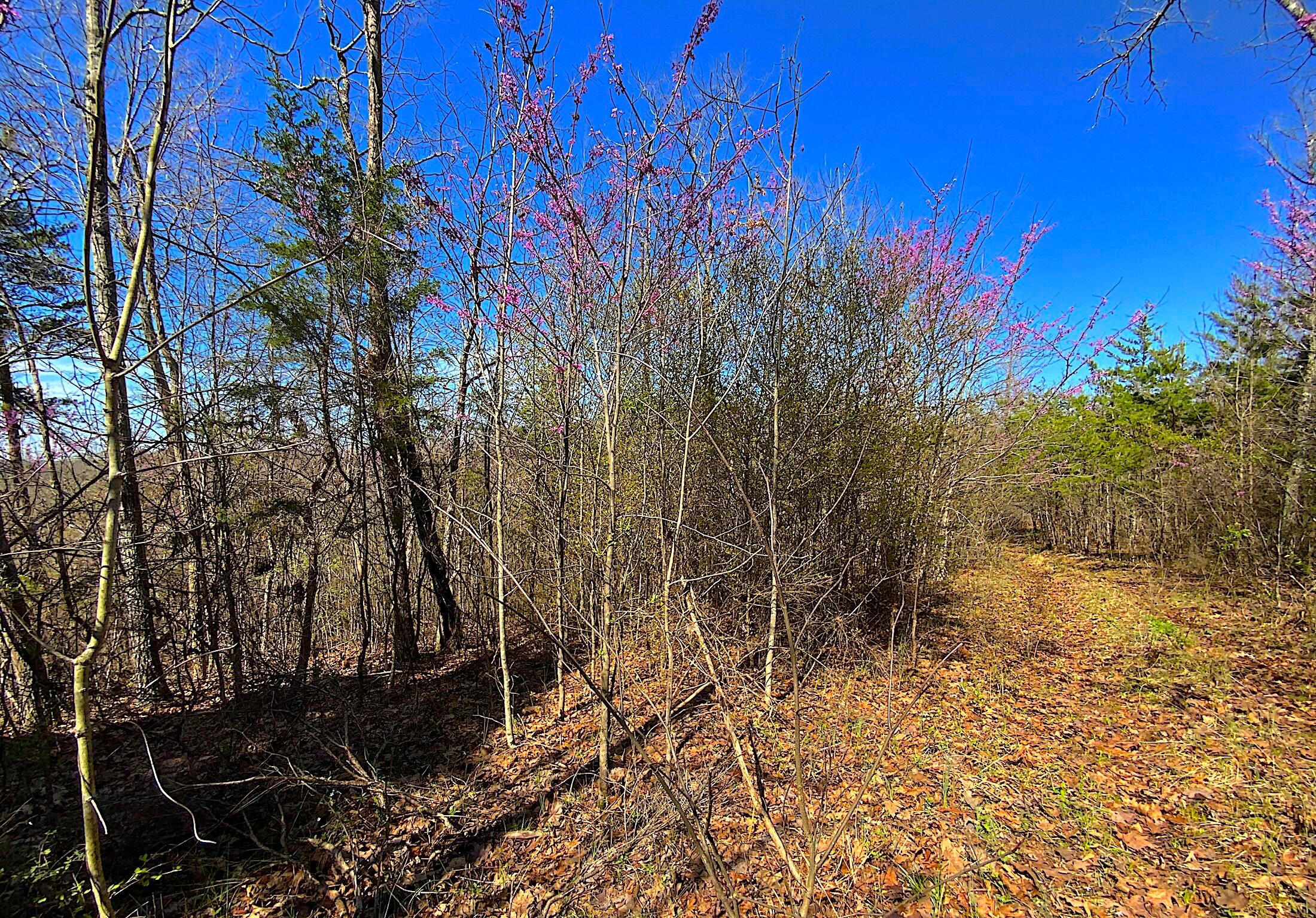 9675 State Route 554, Bidwell, Ohio image 36