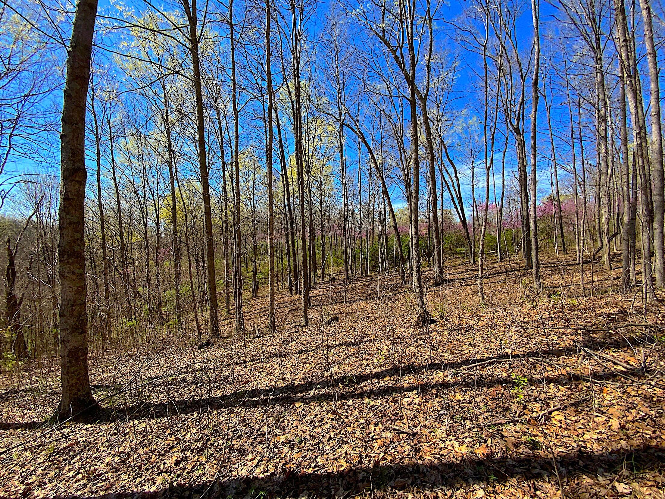 9675 State Route 554, Bidwell, Ohio image 33
