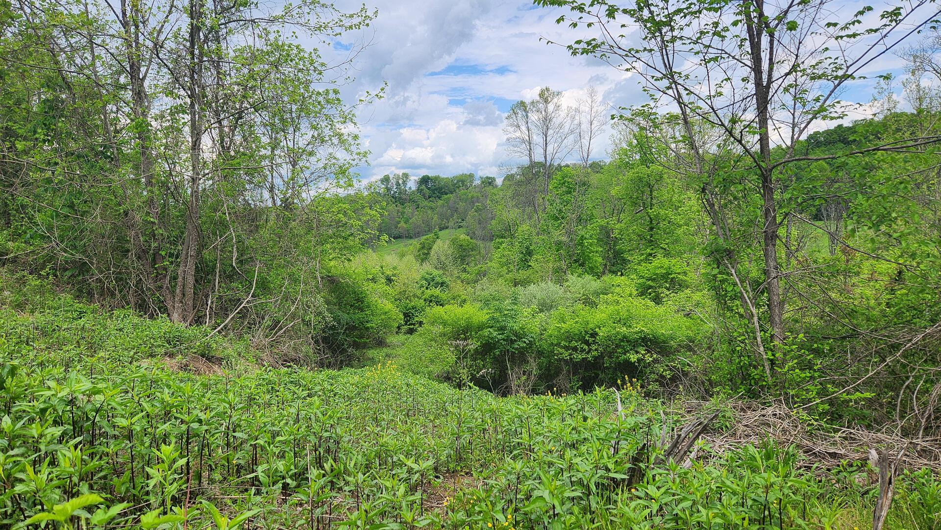 Sr 684 Road #TRACT 6 ALBANY WOODS, Albany, Ohio image 27