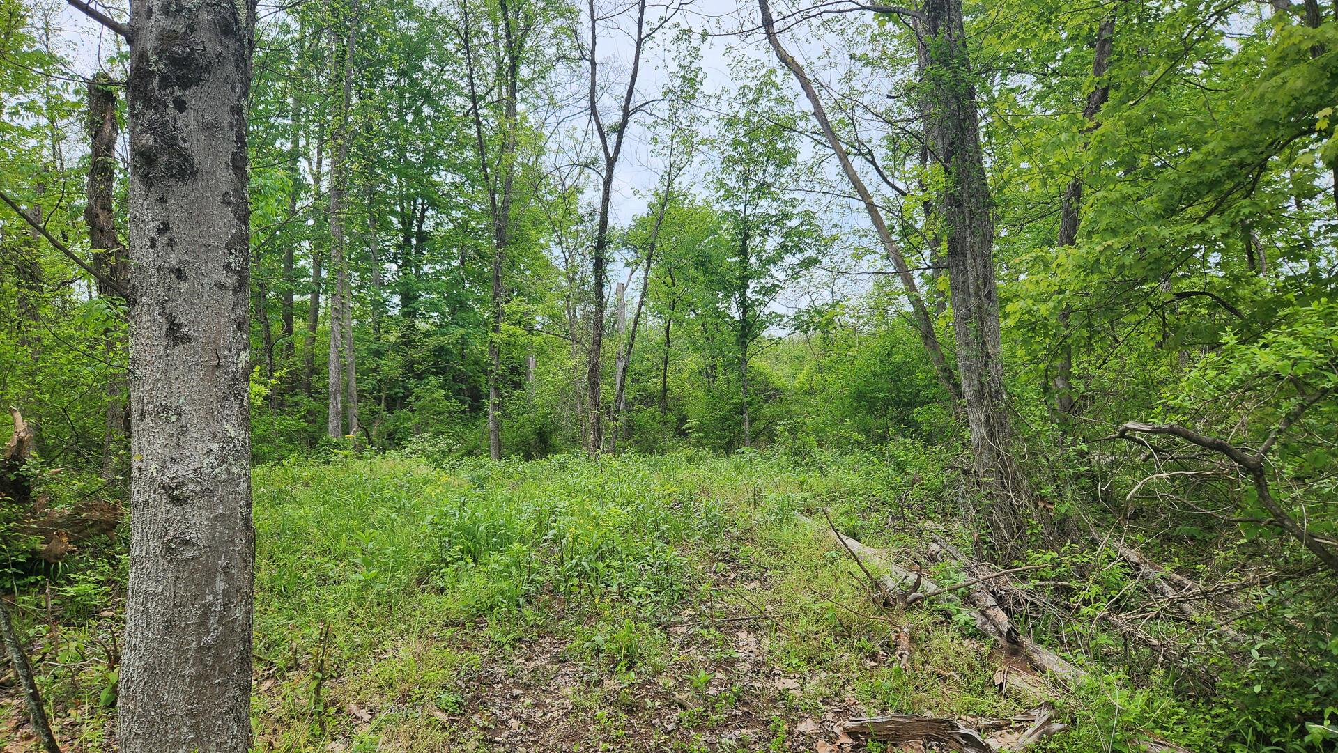 Sr 684 Road #TRACT 6 ALBANY WOODS, Albany, Ohio image 20