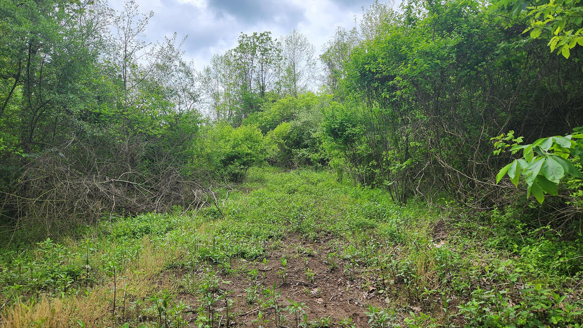 Sr 684 Road #TRACT 6 ALBANY WOODS, Albany, Ohio image 24