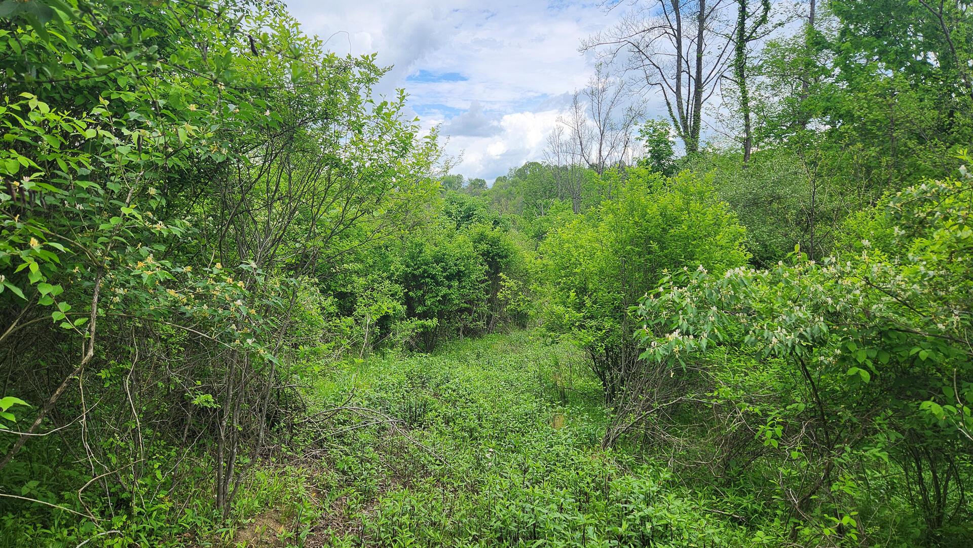 Sr 684 Road #TRACT 6 ALBANY WOODS, Albany, Ohio image 25