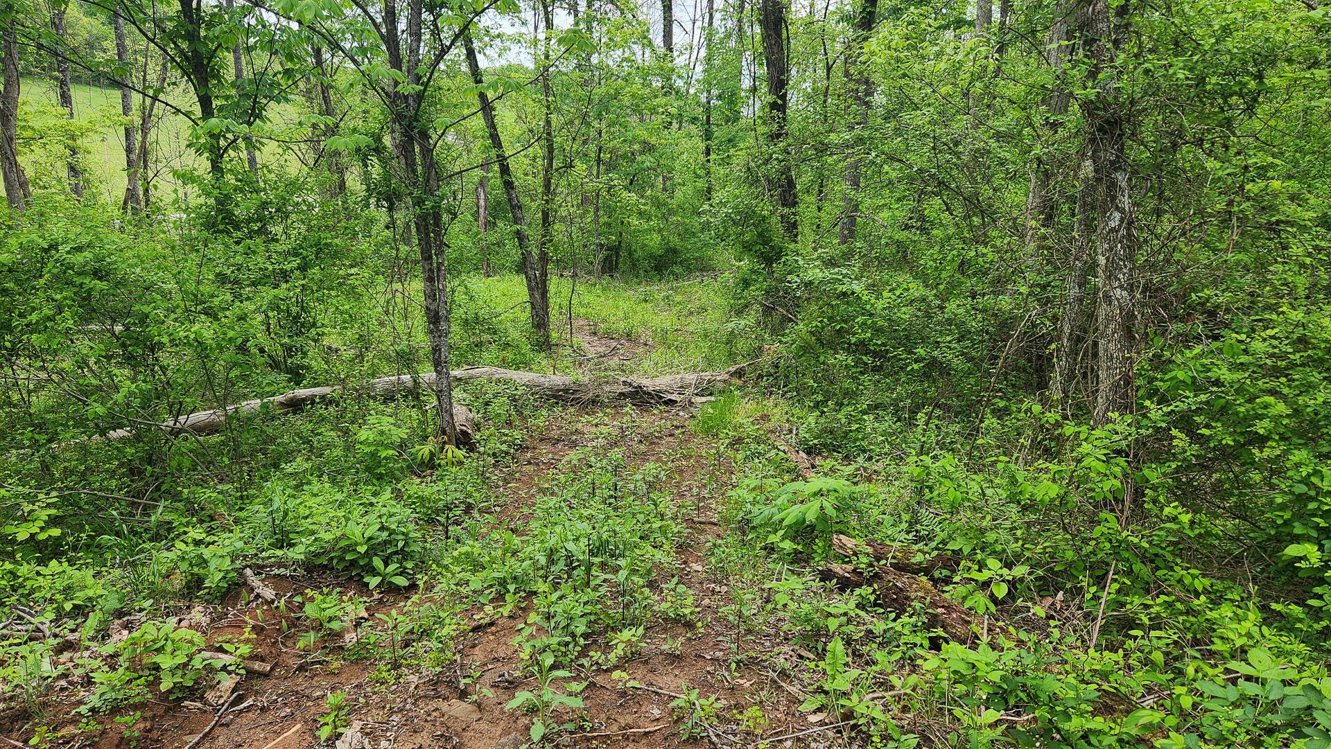 Sr 684 Road #TRACT 6 ALBANY WOODS, Albany, Ohio image 22