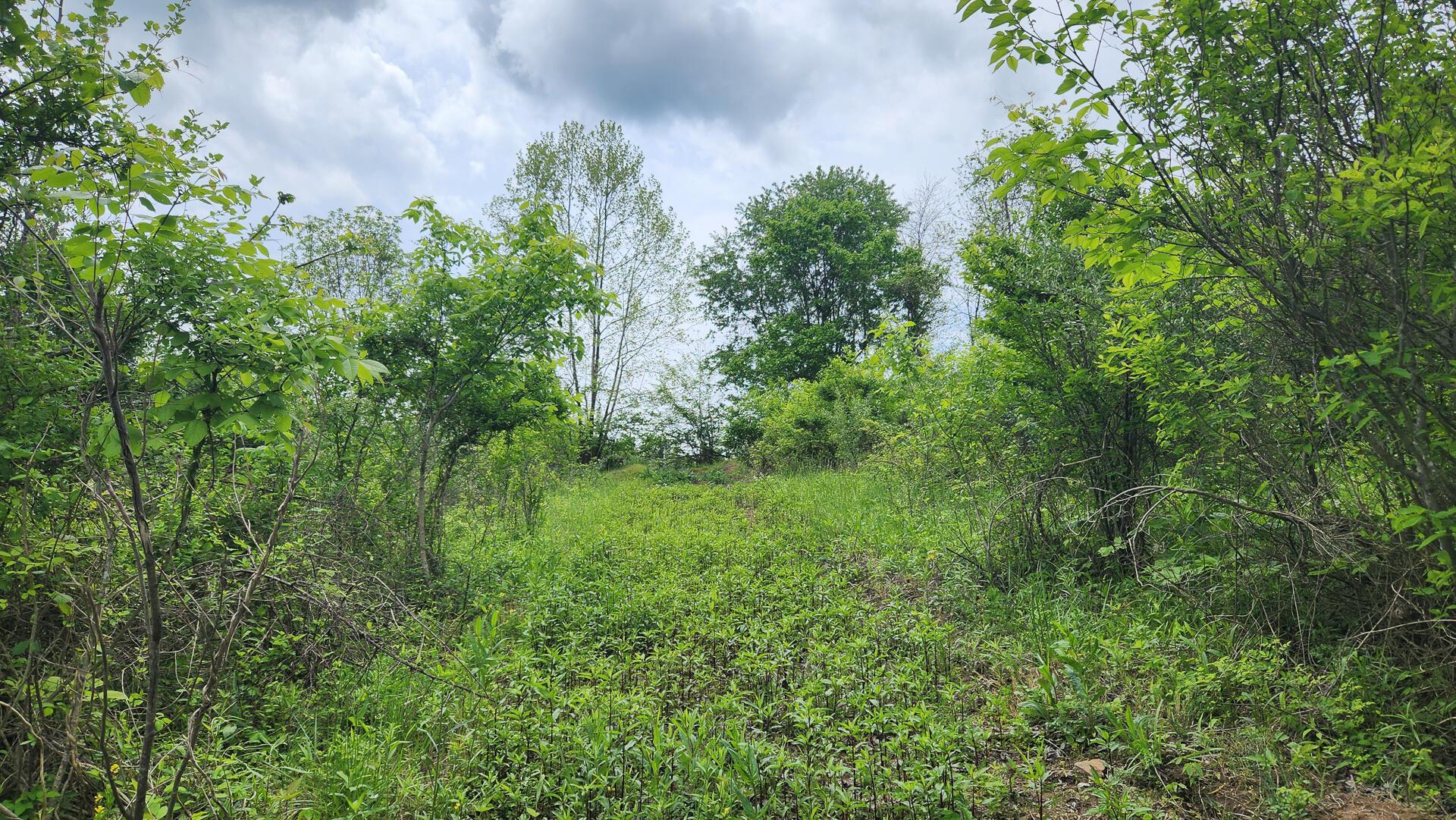 Sr 684 Road #TRACT 6 ALBANY WOODS, Albany, Ohio image 30