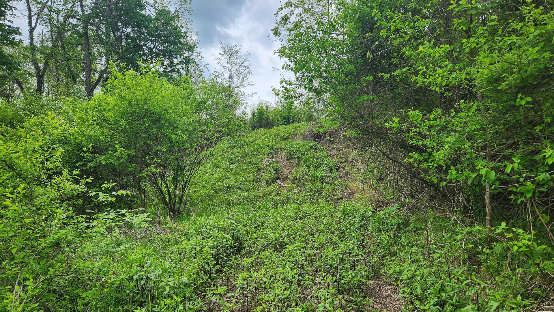 Sr 684 Road #TRACT 6 ALBANY WOODS, Albany, Ohio image 26