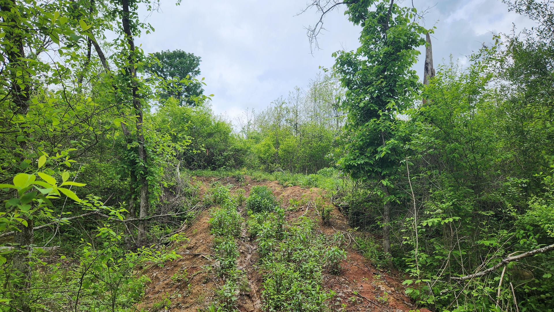Sr 684 Road #TRACT 6 ALBANY WOODS, Albany, Ohio image 23