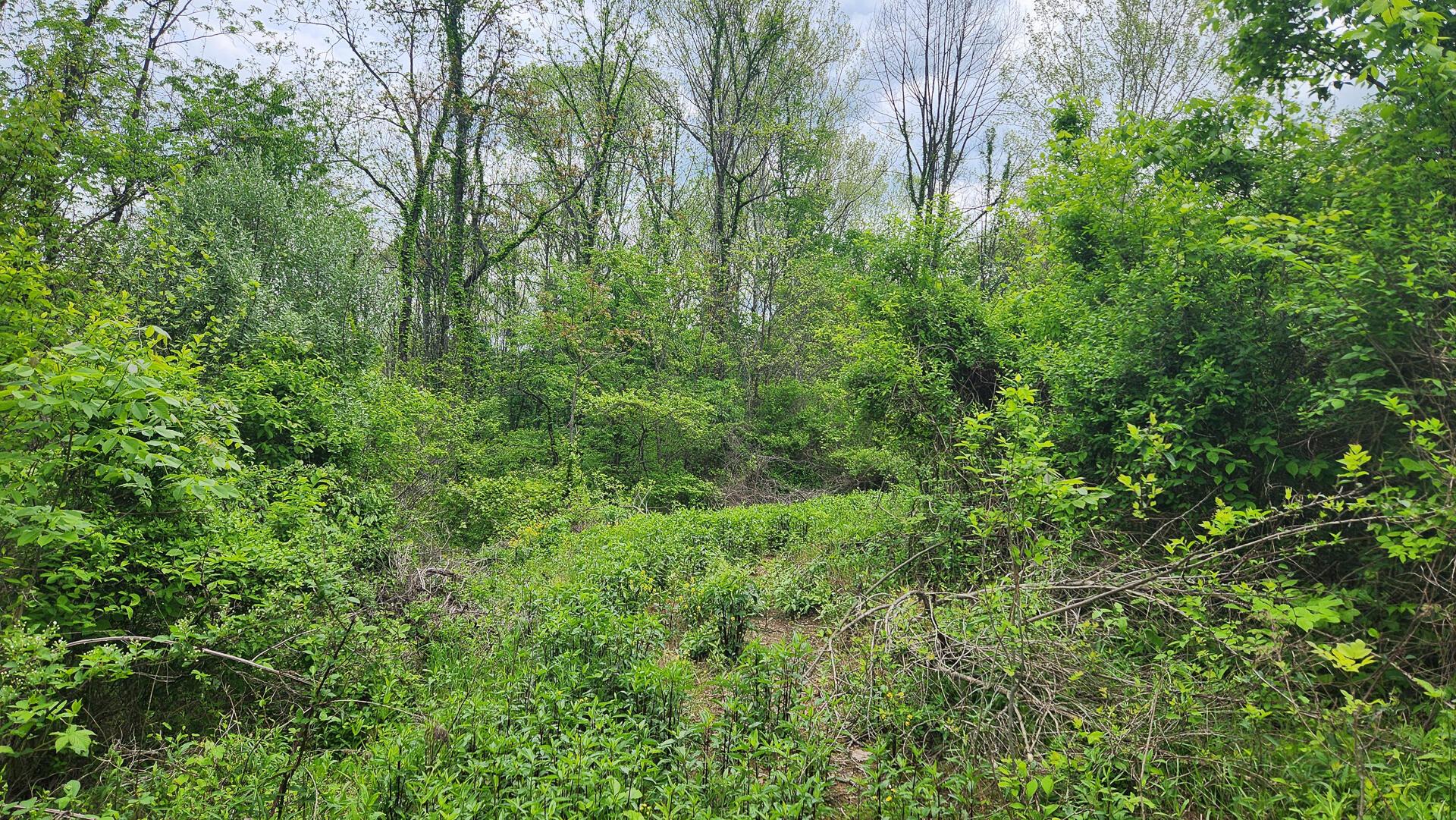 Sr 684 Road #TRACT 6 ALBANY WOODS, Albany, Ohio image 29