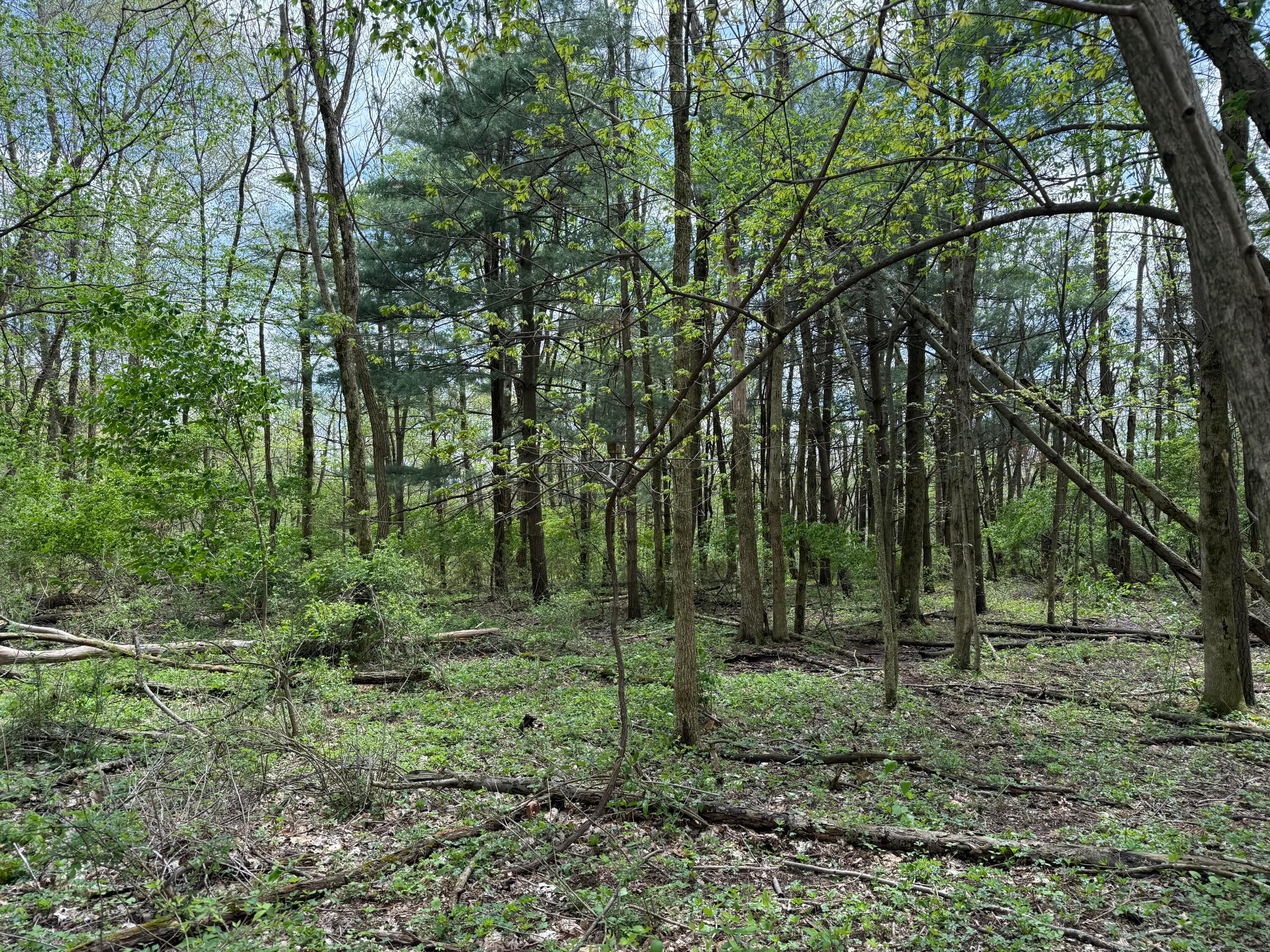 Dutch Lane, Johnstown, Ohio image 3