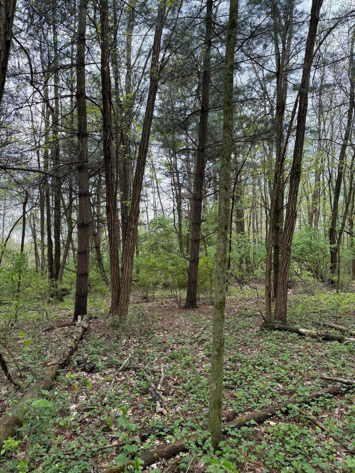 Dutch Lane, Johnstown, Ohio image 5