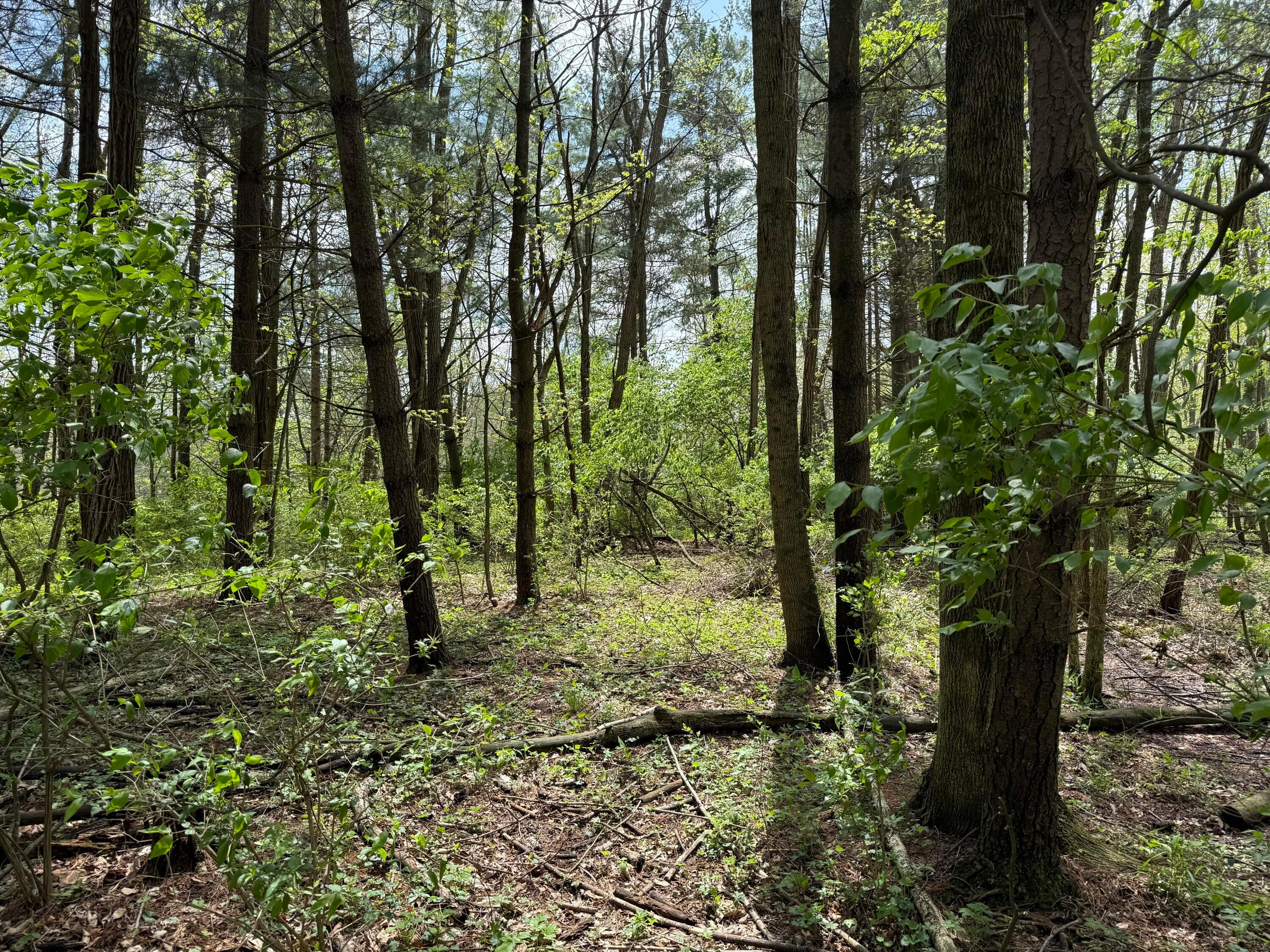 Dutch Lane, Johnstown, Ohio image 4