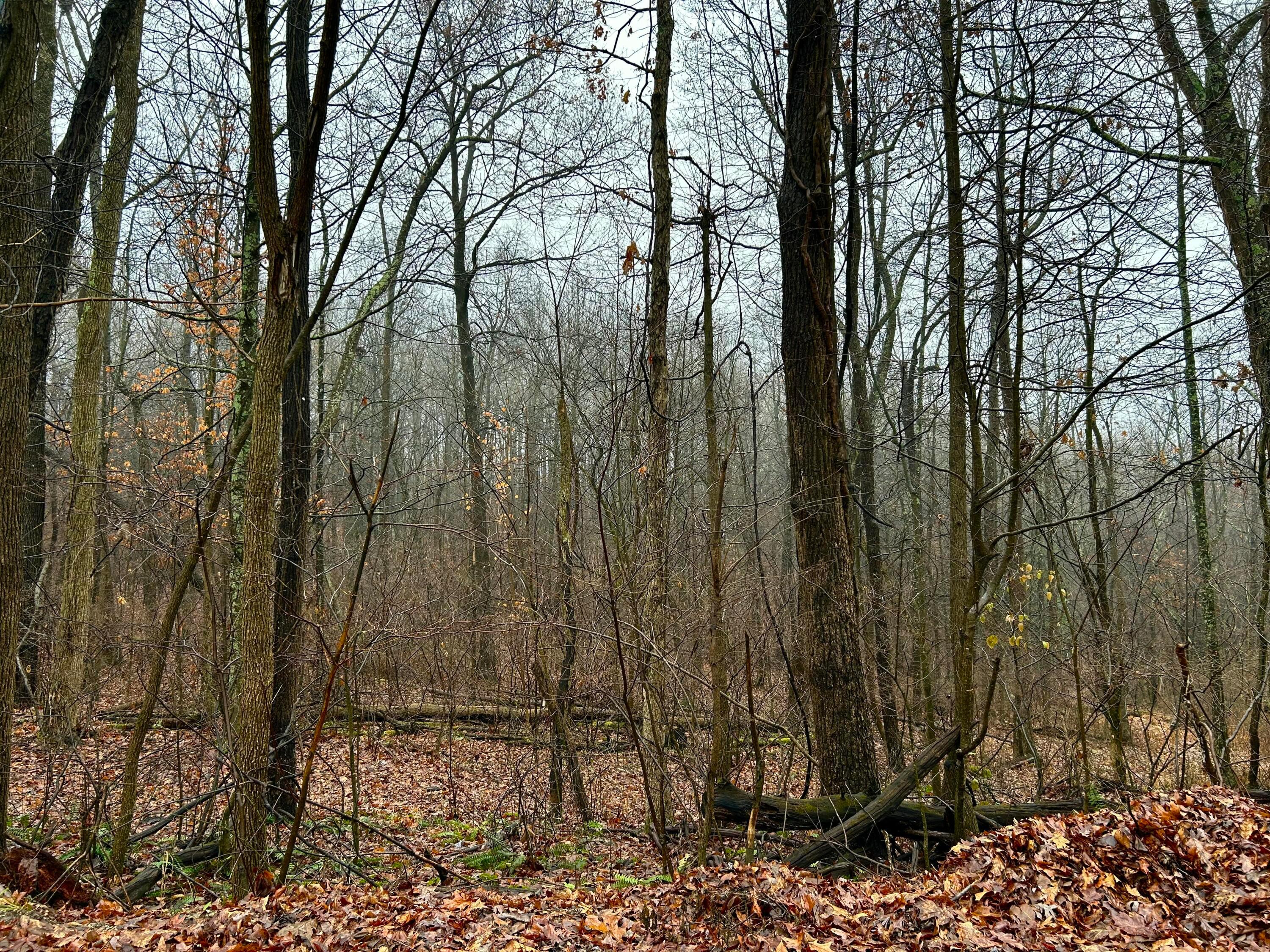 29870 Staats Road, Howard, Ohio image 3