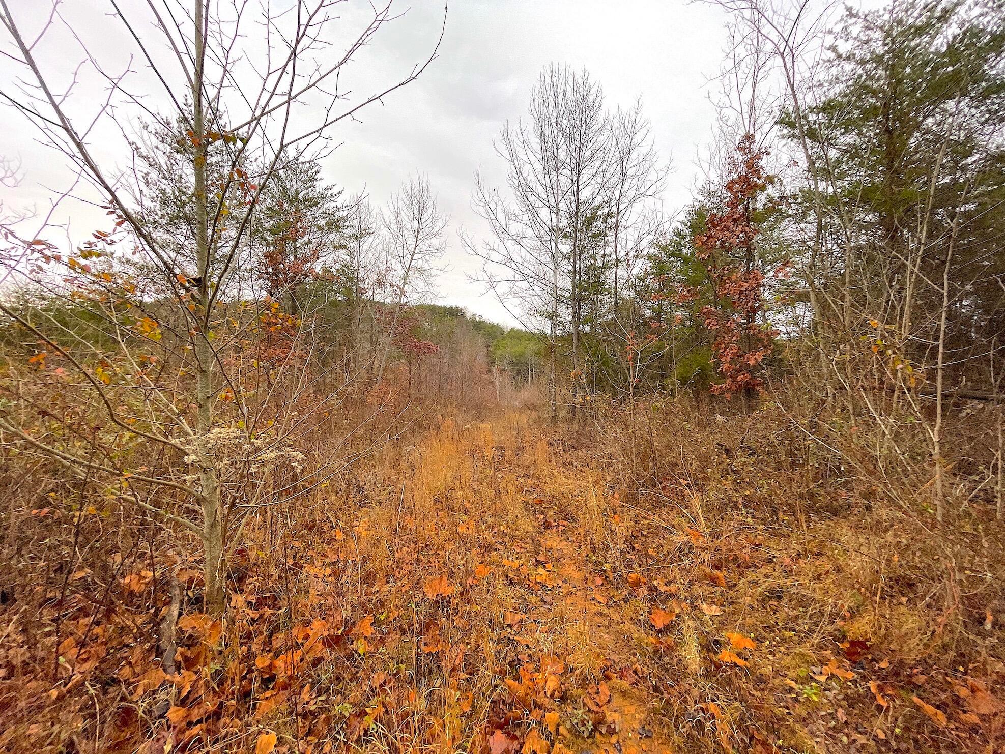 Swango Road, Bidwell, Ohio image 6