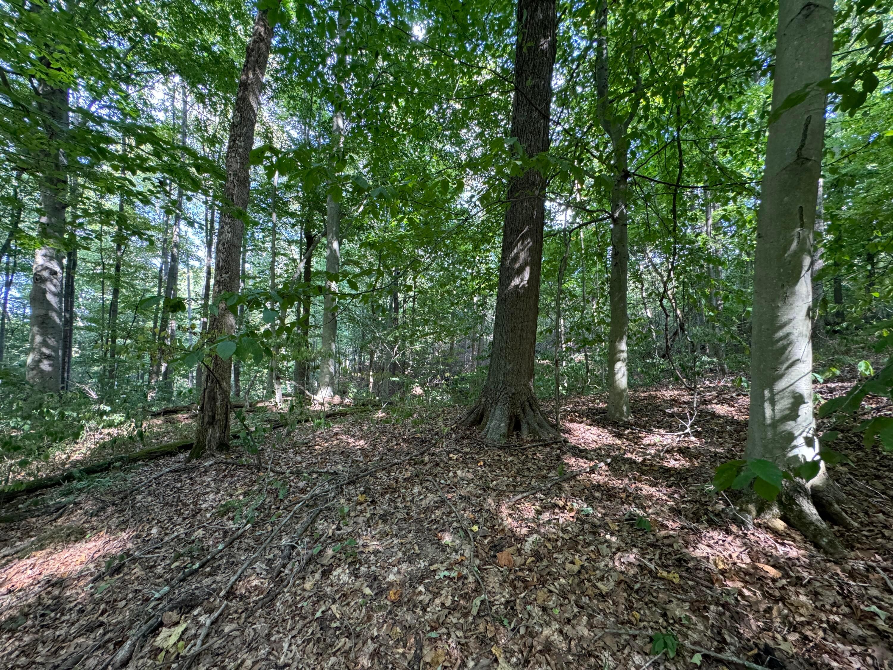 41455 State Route 684 #TRACT 11 ALBANY WOODS, Albany, Ohio image 32