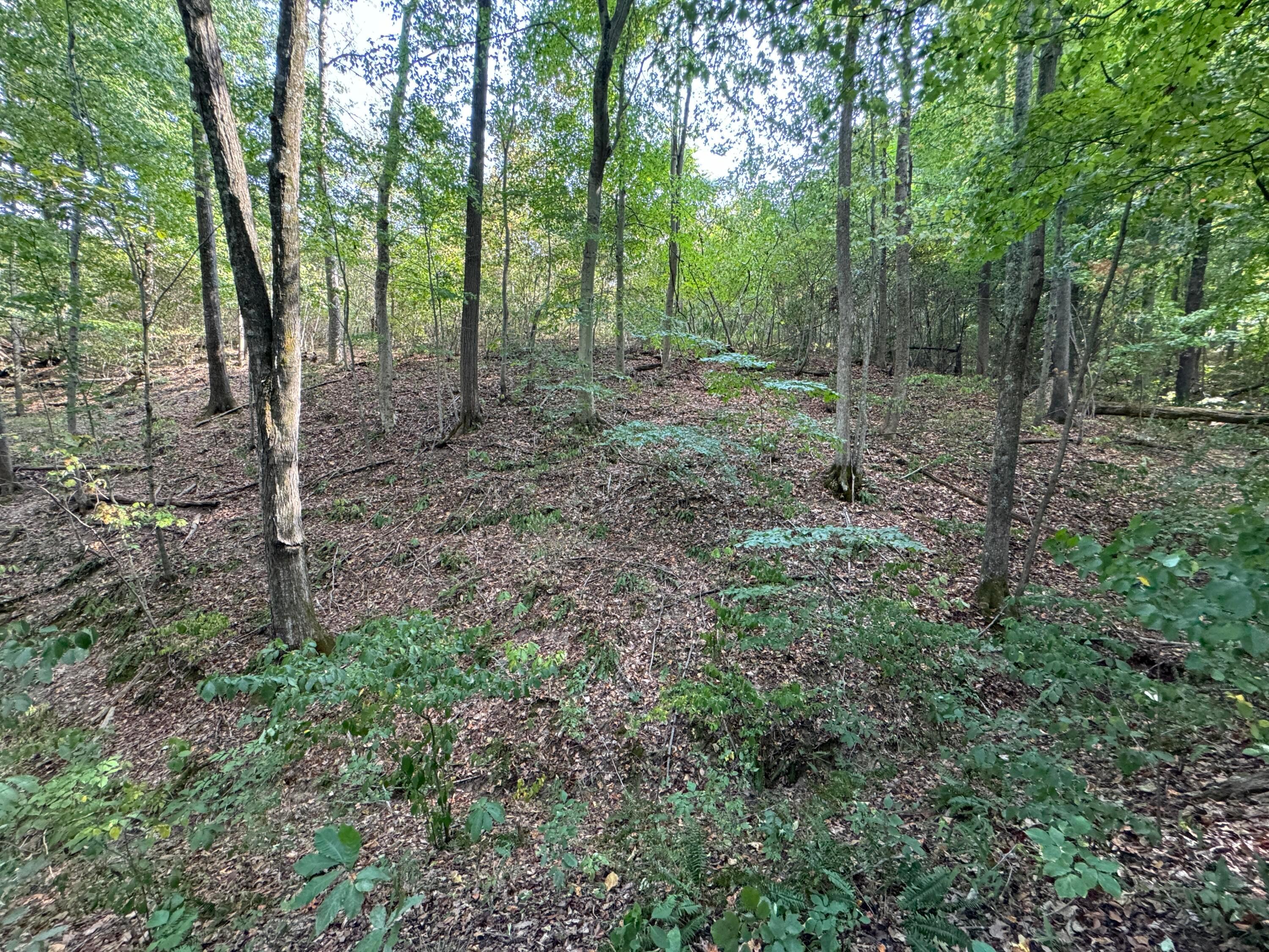41455 State Route 684 #TRACT 11 ALBANY WOODS, Albany, Ohio image 40