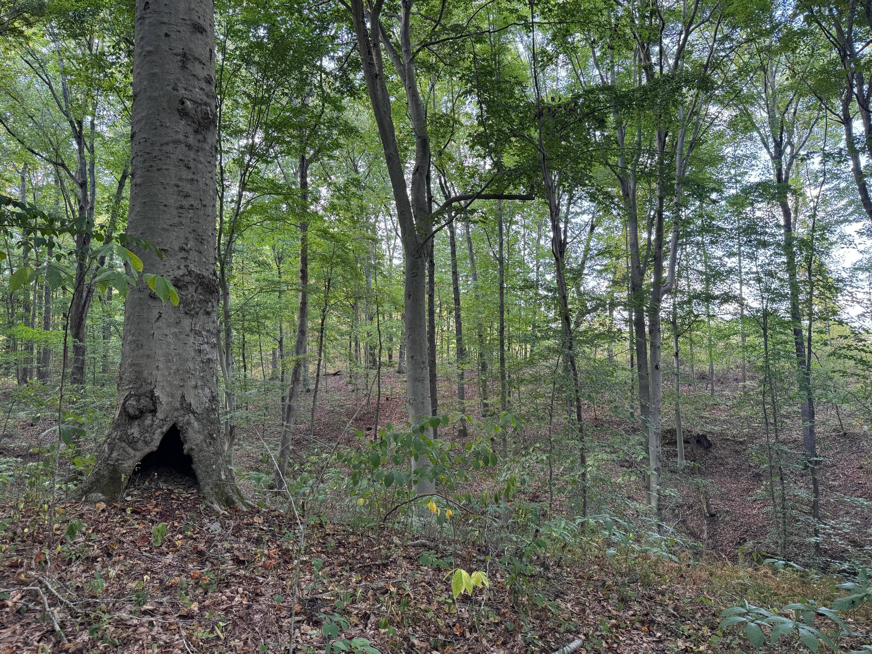41455 State Route 684 #TRACT 11 ALBANY WOODS, Albany, Ohio image 4