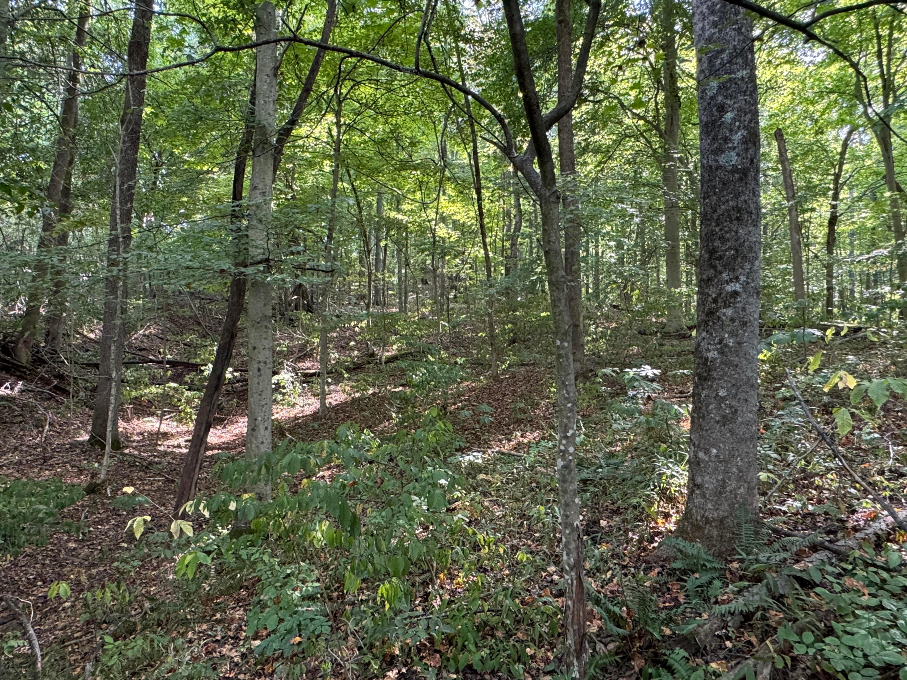 41455 State Route 684 #TRACT 11 ALBANY WOODS, Albany, Ohio image 38