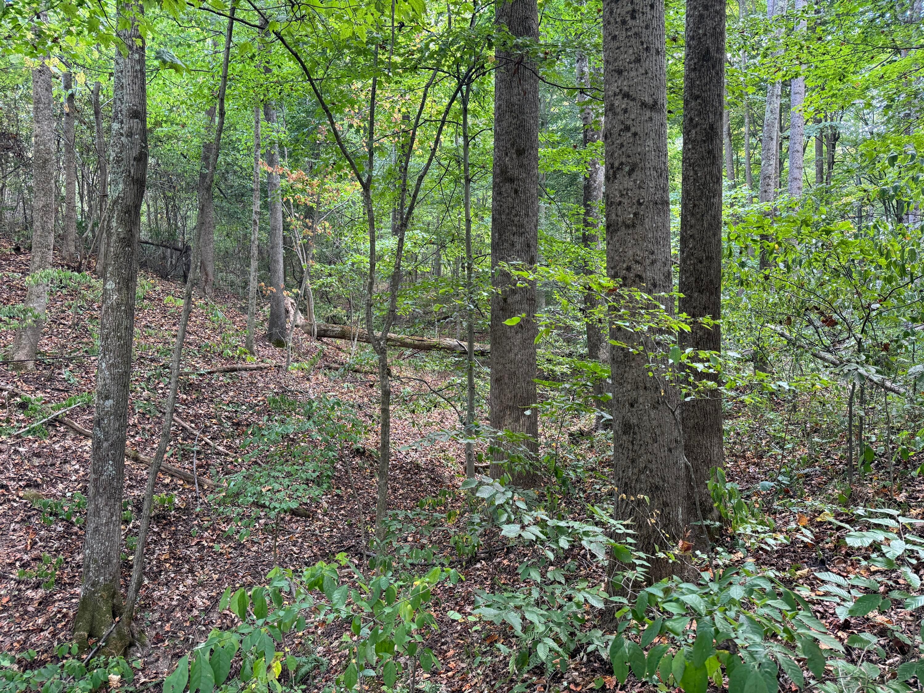 41455 State Route 684 #TRACT 11 ALBANY WOODS, Albany, Ohio image 42