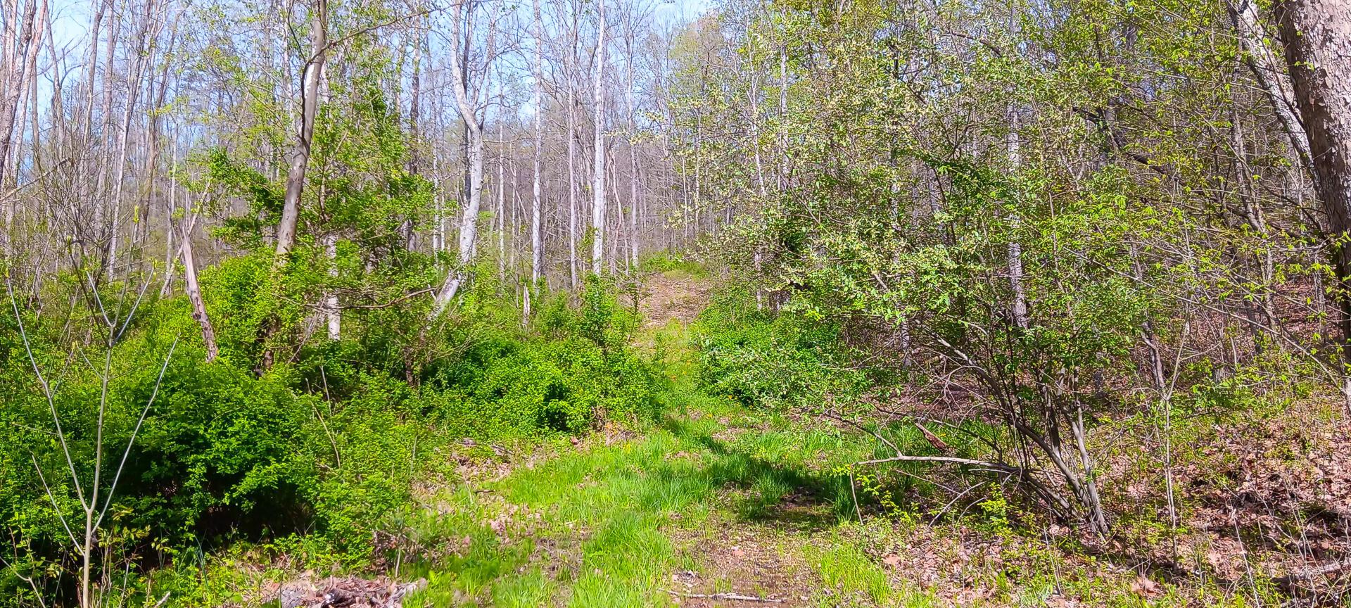 143 Garland Creek Road #CROWN WILDLIFE TRACT 3, Crown City, Ohio image 22