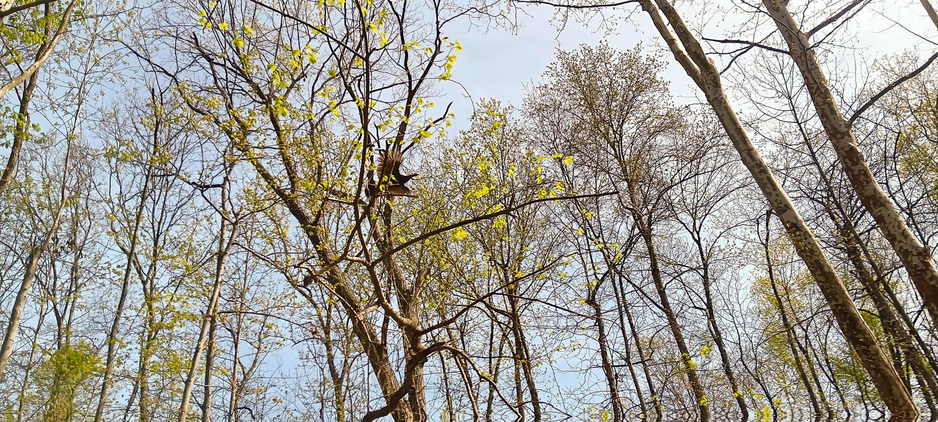 143 Garland Creek Road #CROWN WILDLIFE TRACT 3, Crown City, Ohio image 18