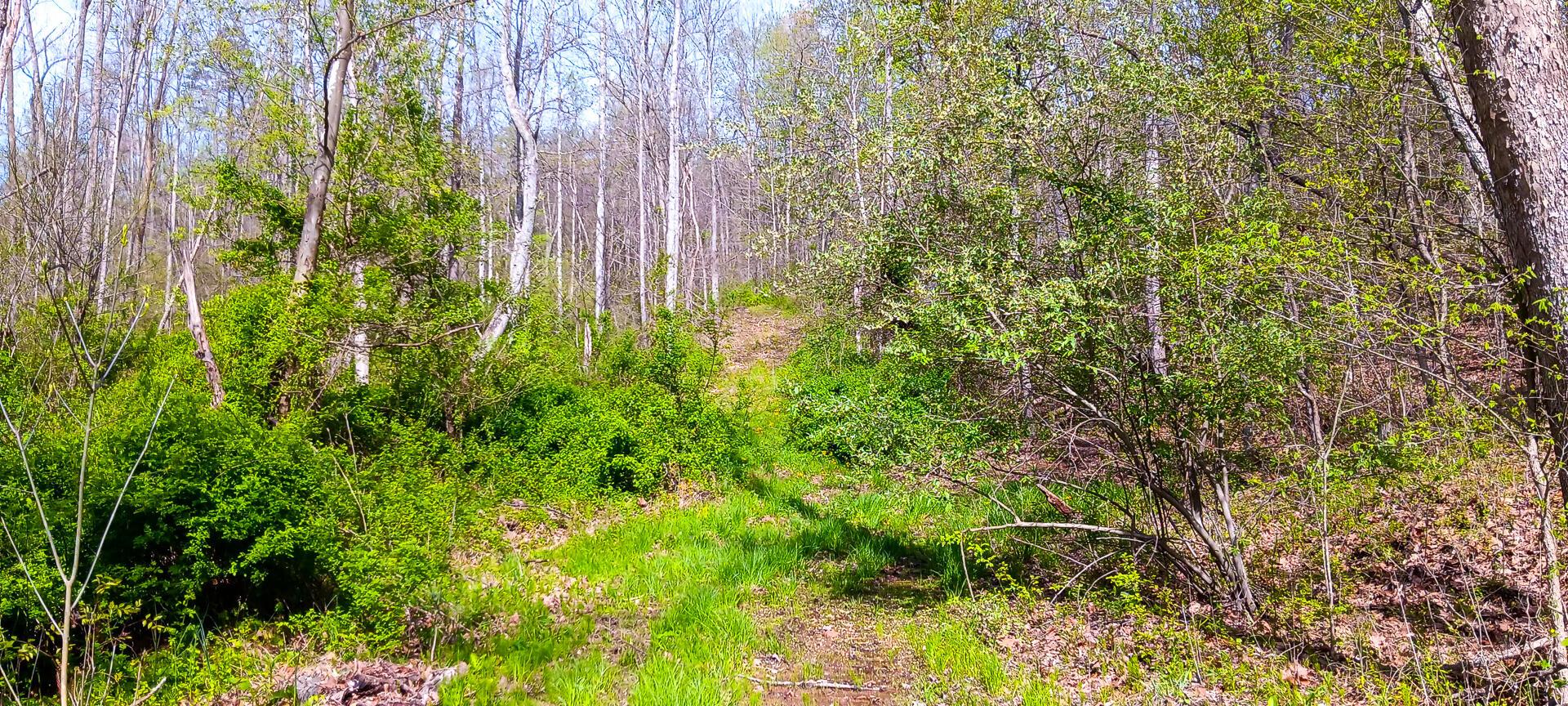 143 Garland Creek Road #CROWN WILDLIFE TRACT 3, Crown City, Ohio image 41