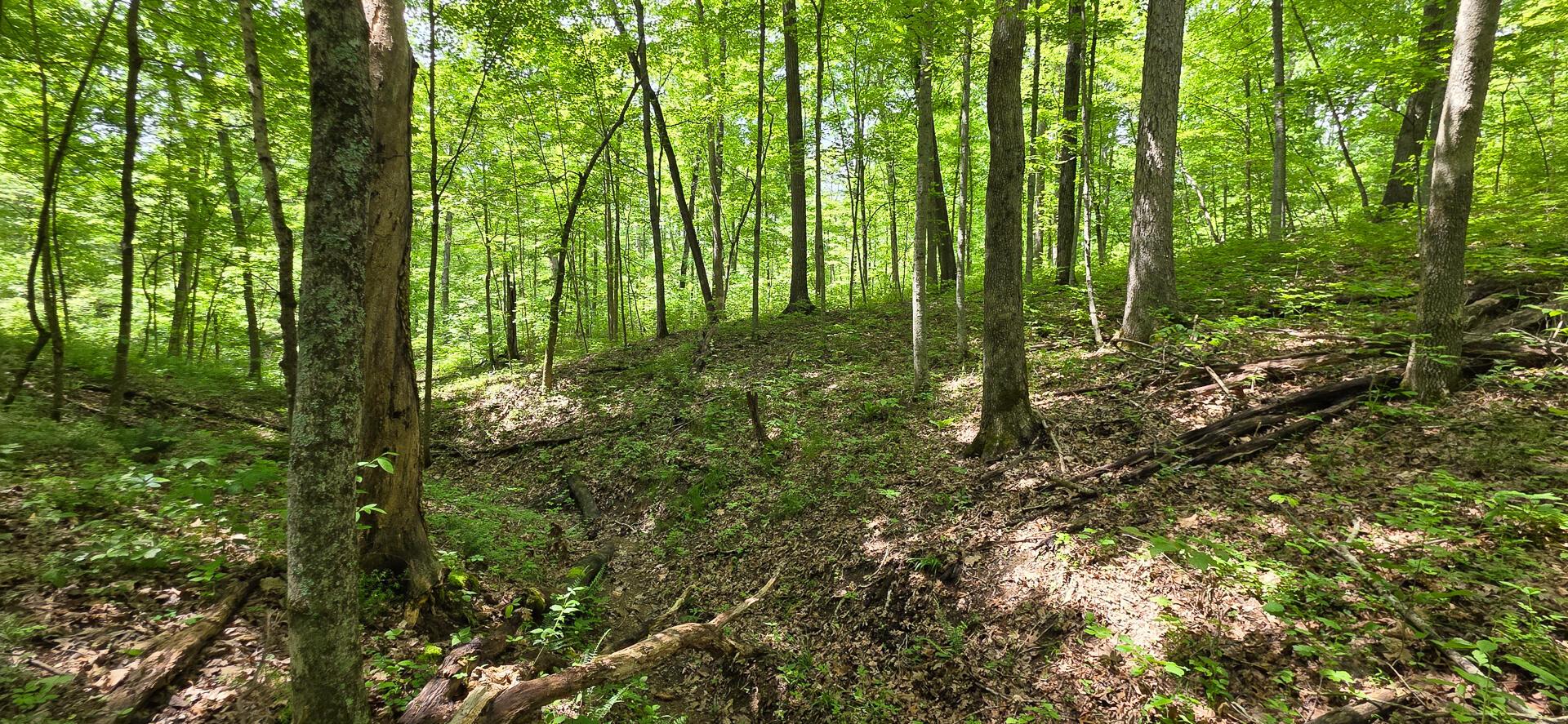 Edmudson Road #TRACT 1 PHASE 2 BIG TIMBE, Langsville, Ohio image 32